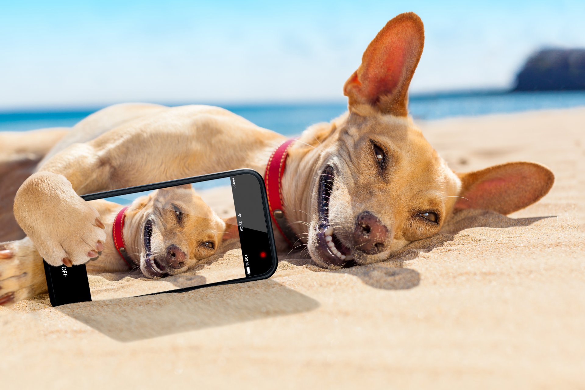 chihuahua leży na piasku opalanie uśmiech smartfon migawka plaża morze słońce wakacje humor