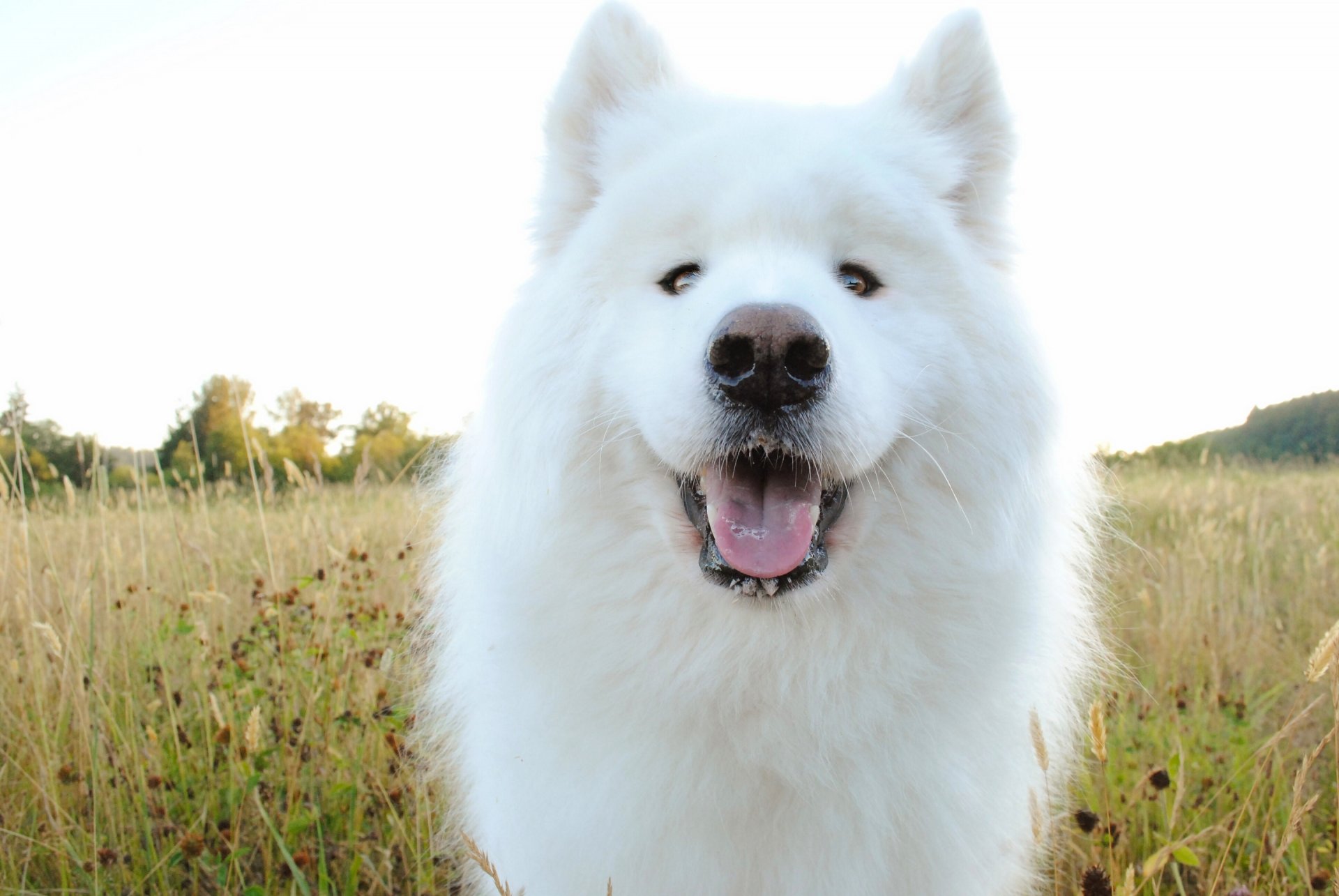 amoyed dog face