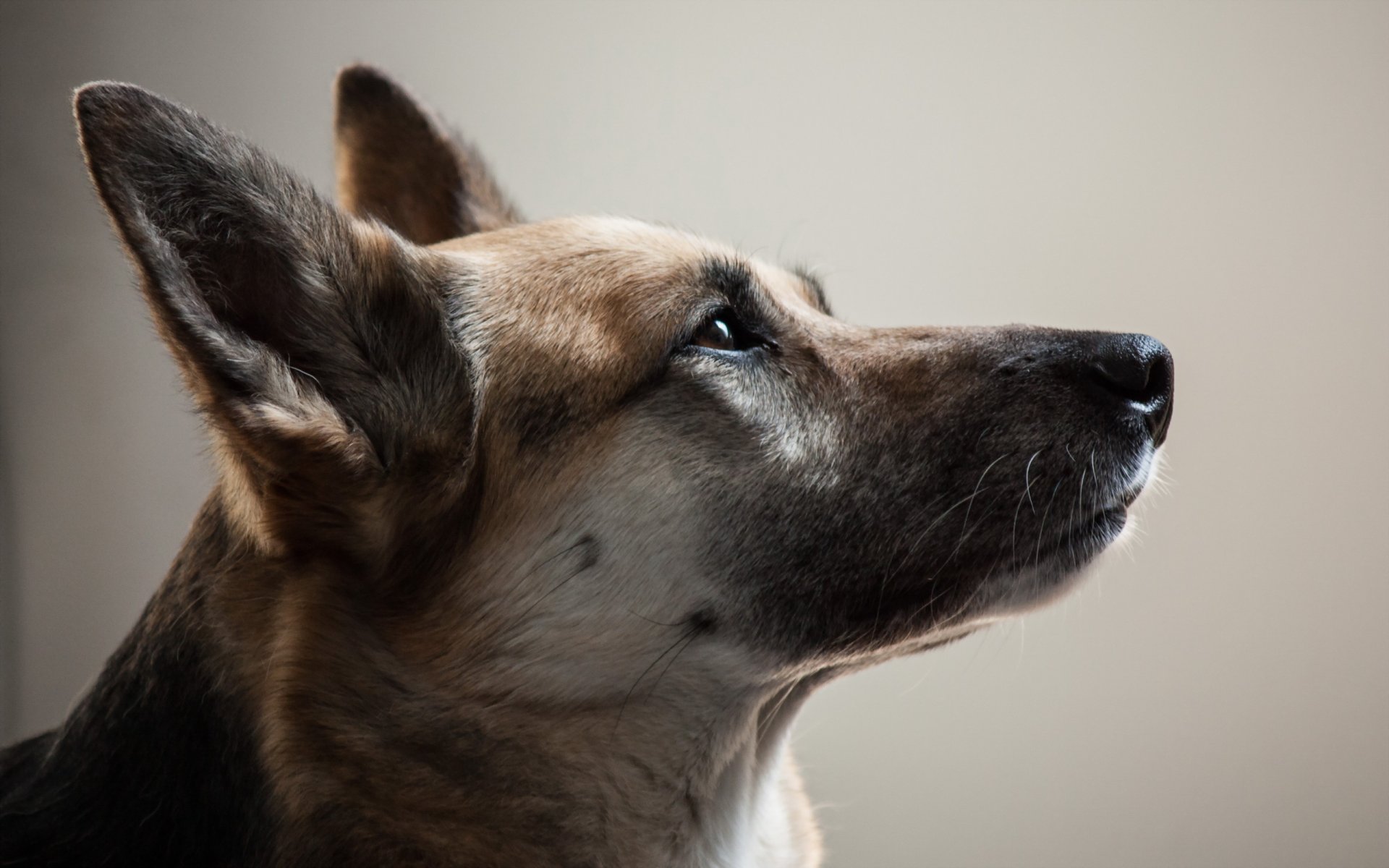 cane sguardo amico