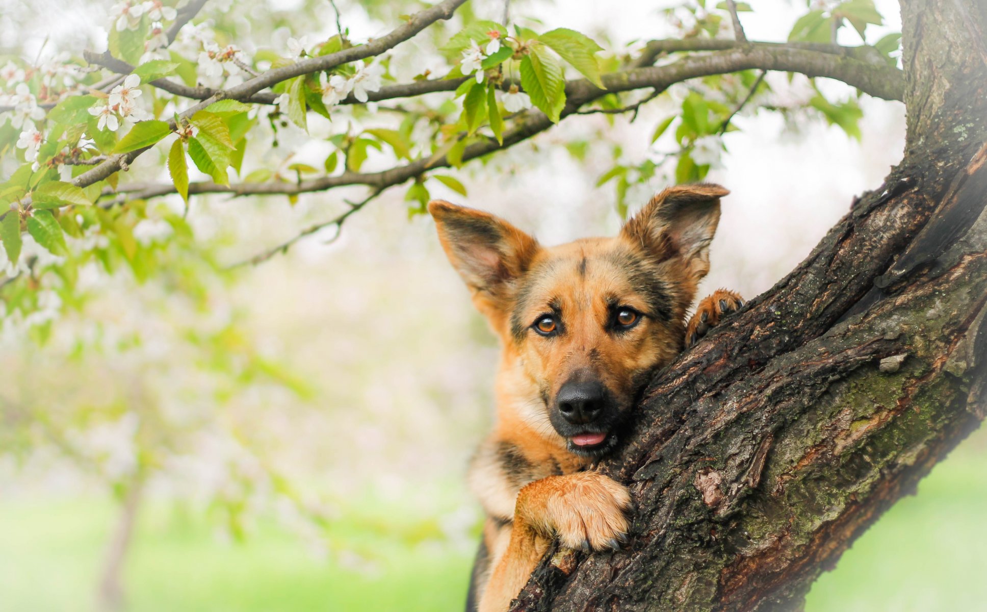 pastor alemán perro pastor perro hocico vista árbol