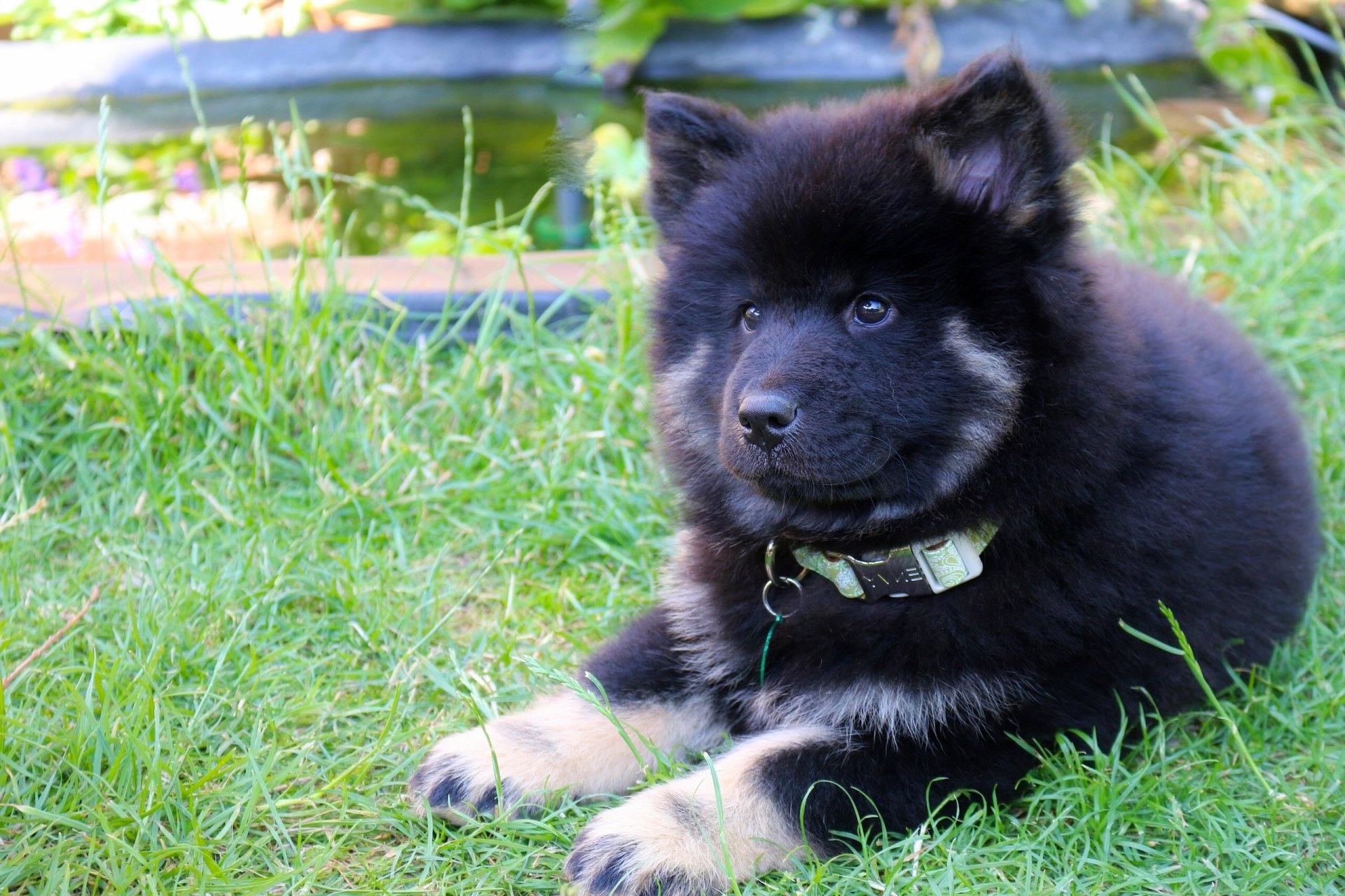 eurasier cane cucciolo