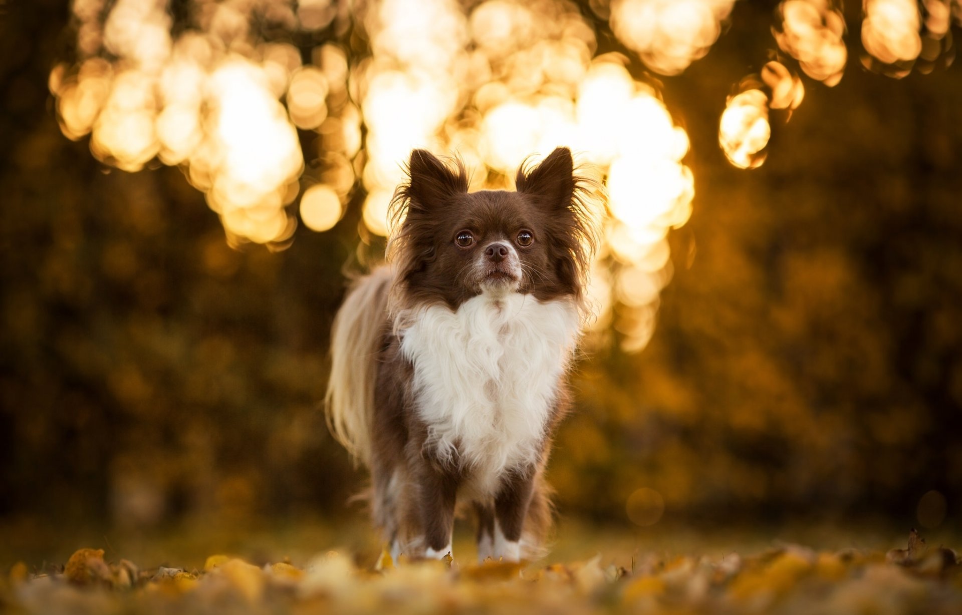 chihuahua chien bokeh