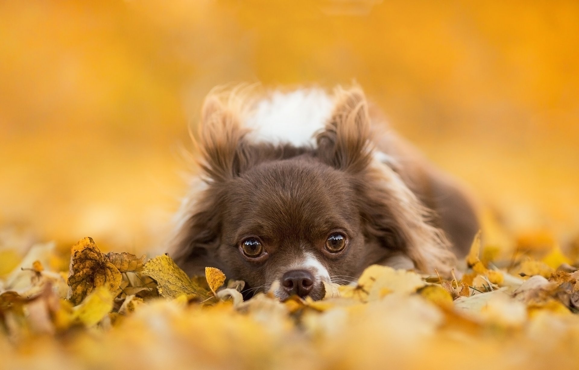 chihuahua hund maulkorb blick blätter