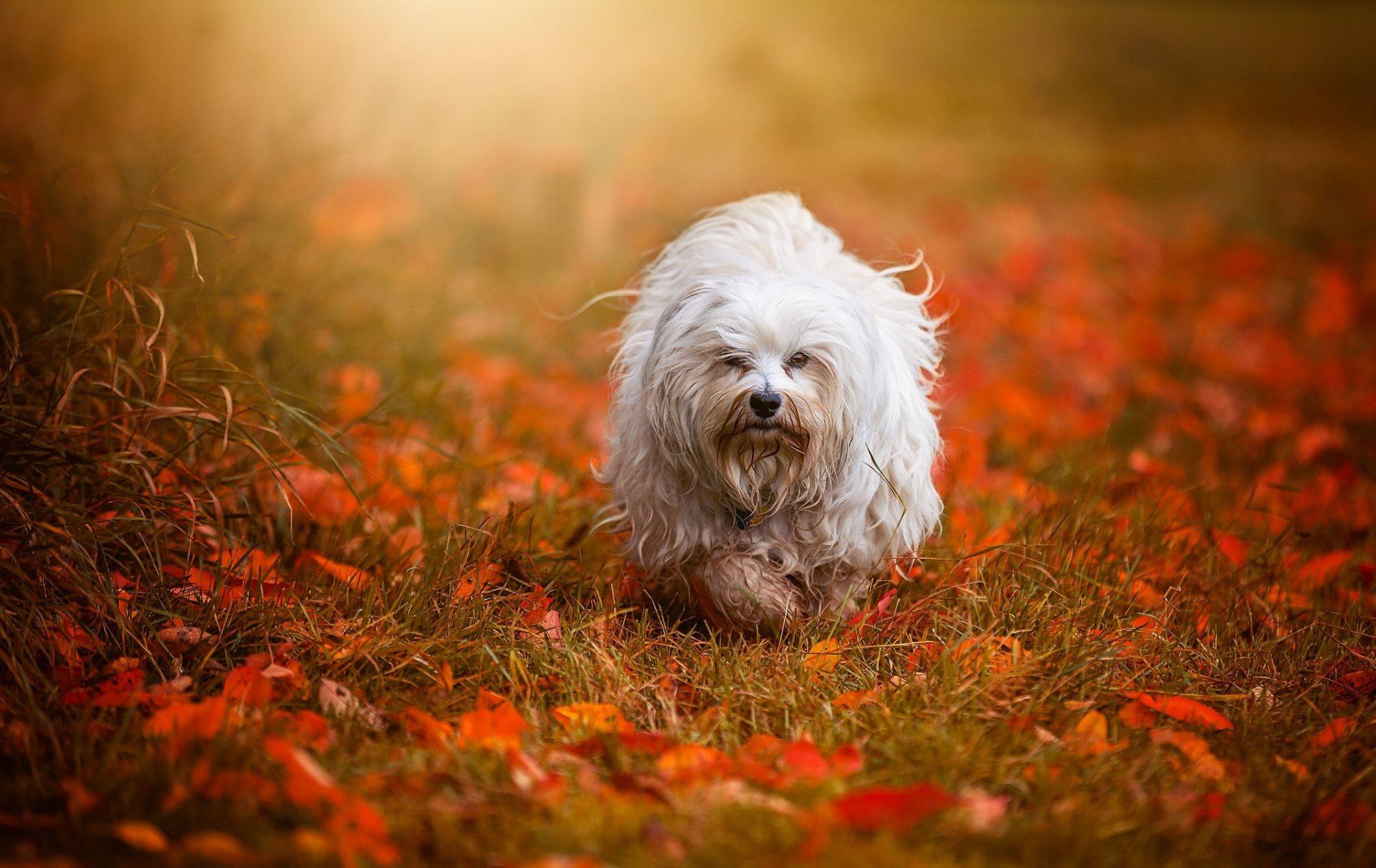 bichon dell avana cane autunno foglie