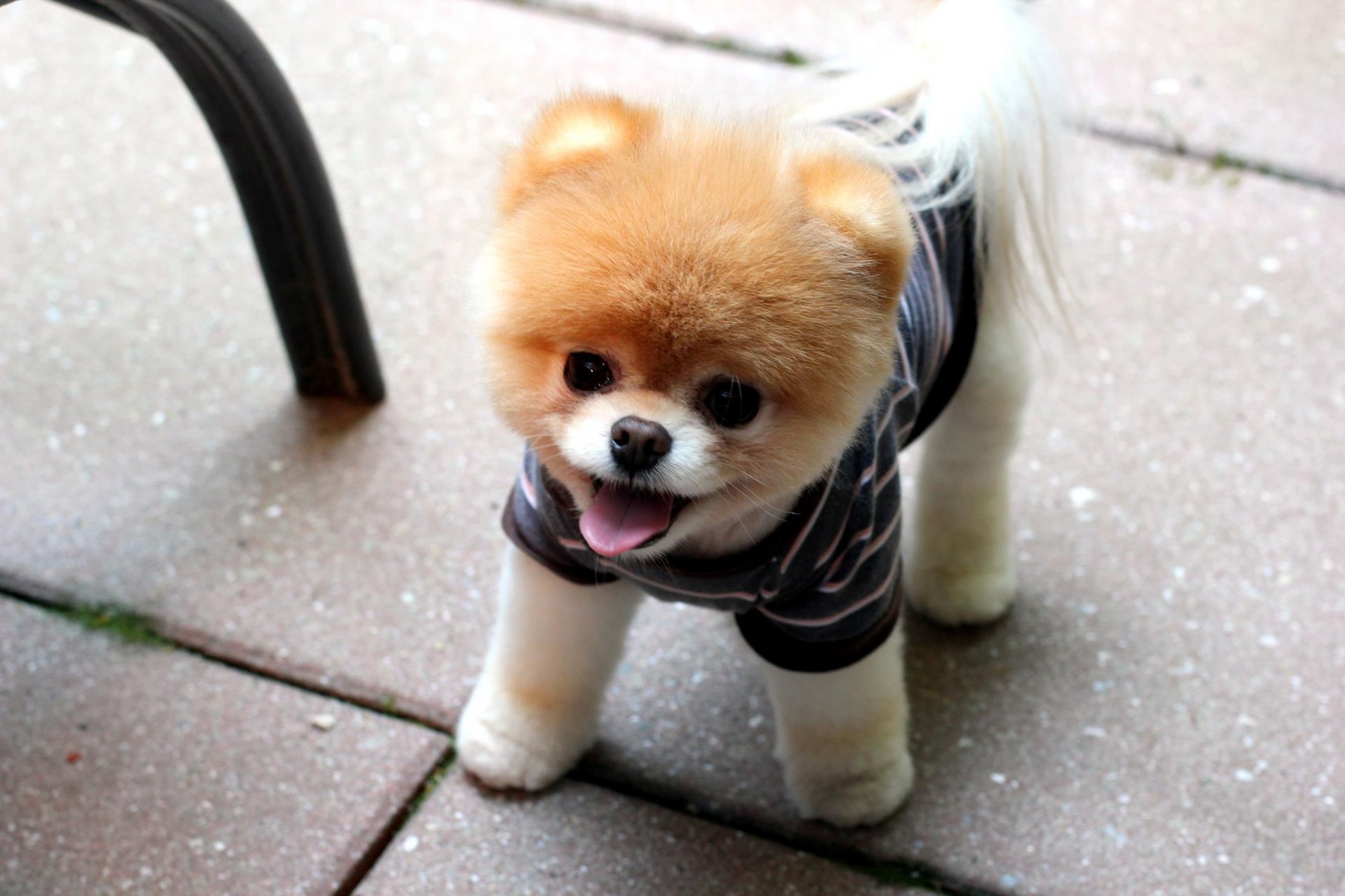 pomerania cachorro hocico