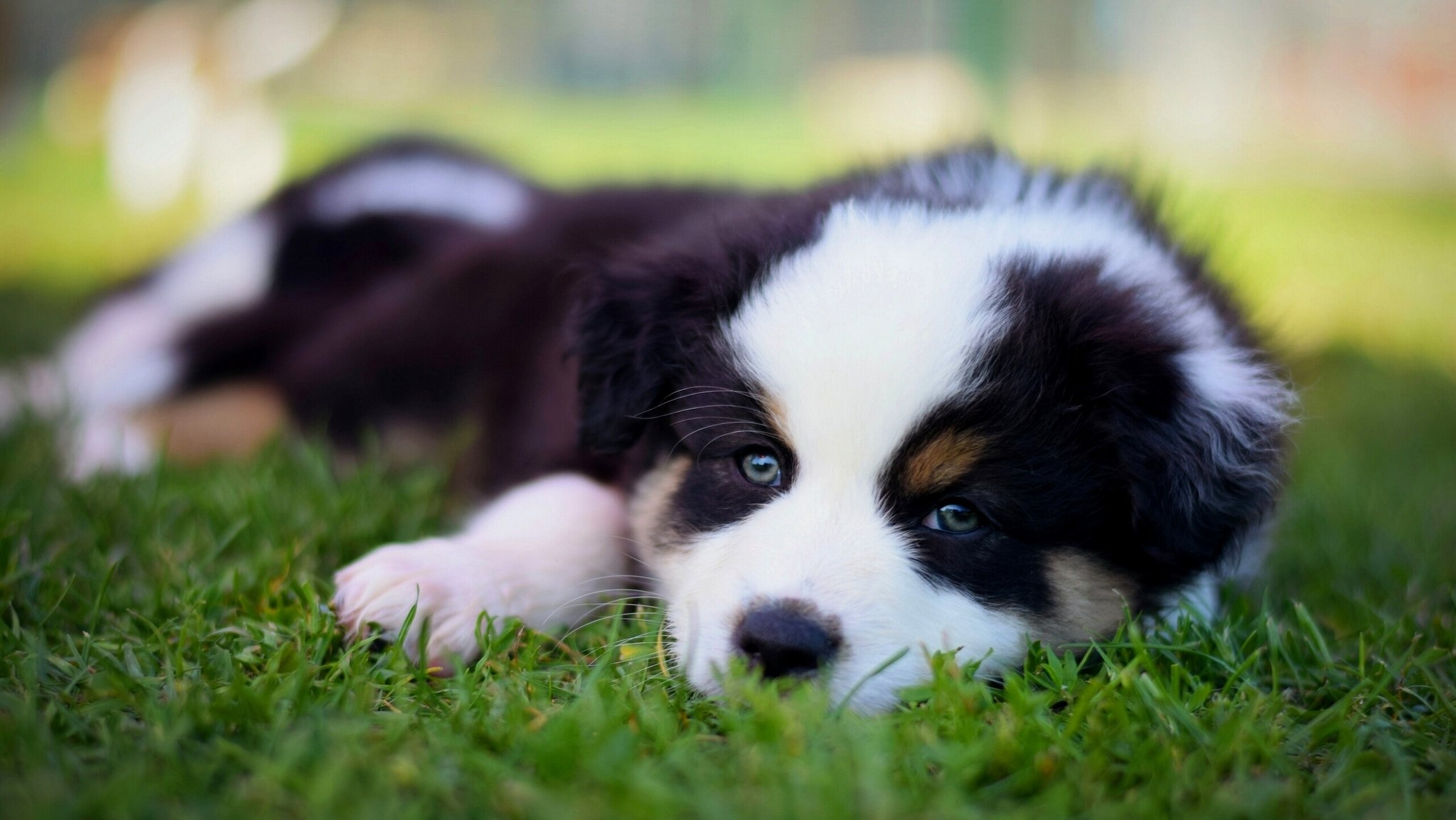 berger australien aussie chien chiot museau regard herbe