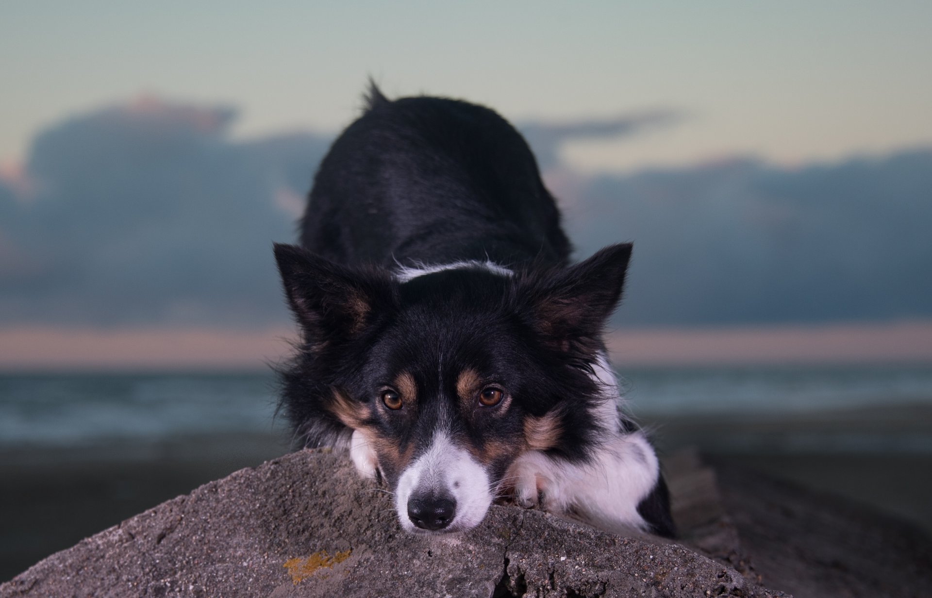 chien museau regard pierre