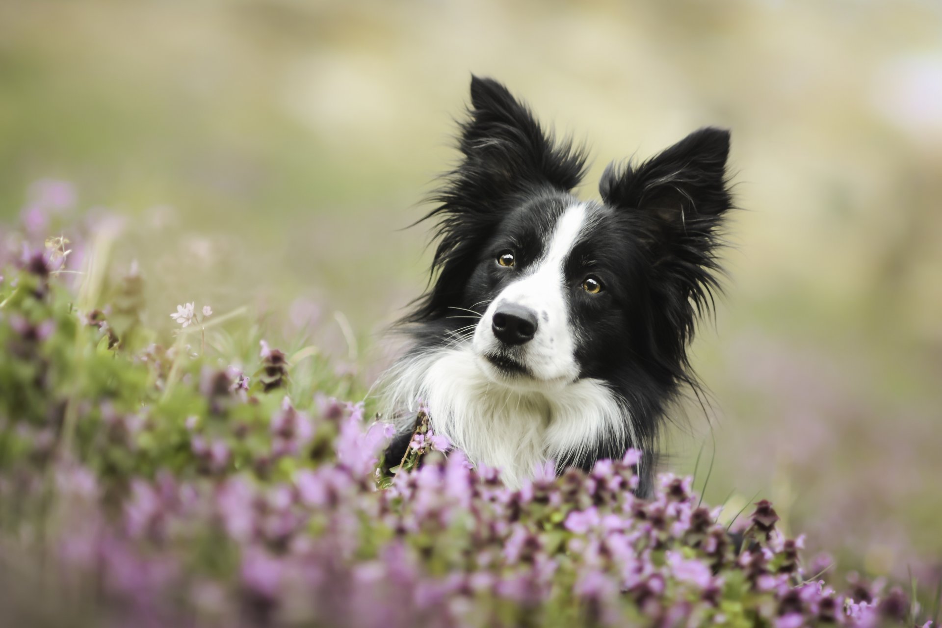 border collie chien museau vue fleurs