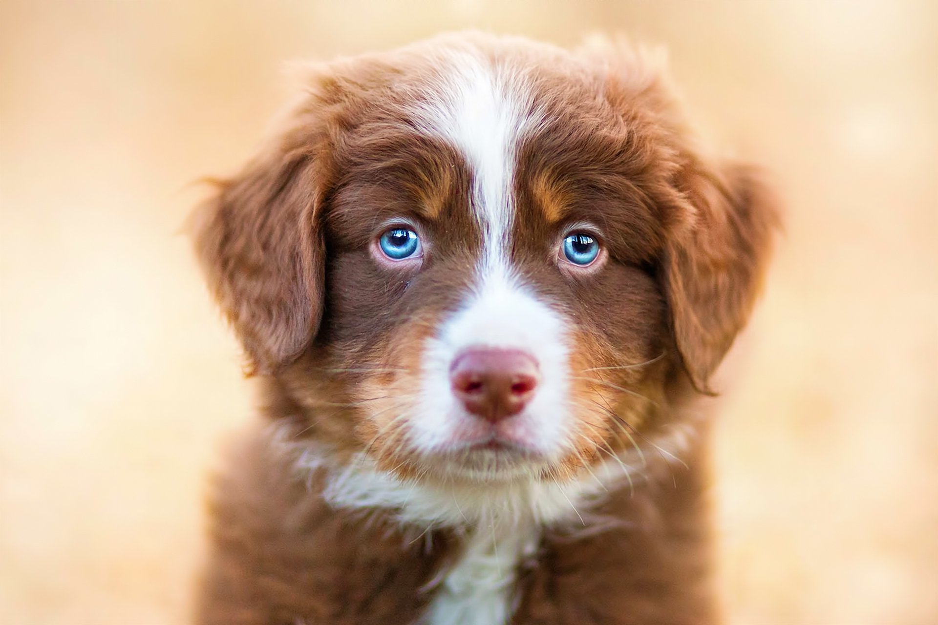 hund tiere blick welpe blaue augen