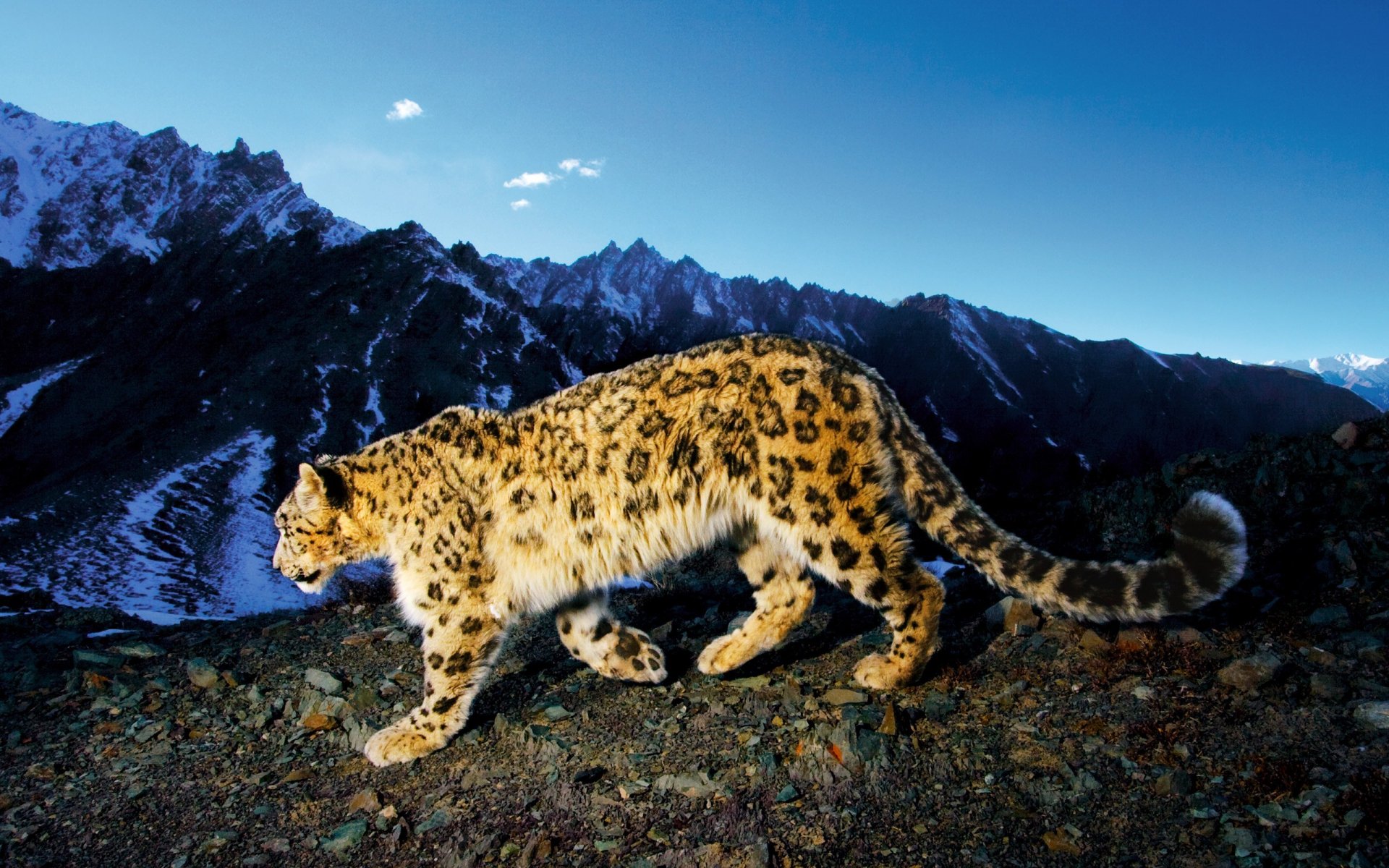 leopardo de las nieves montañas irbis