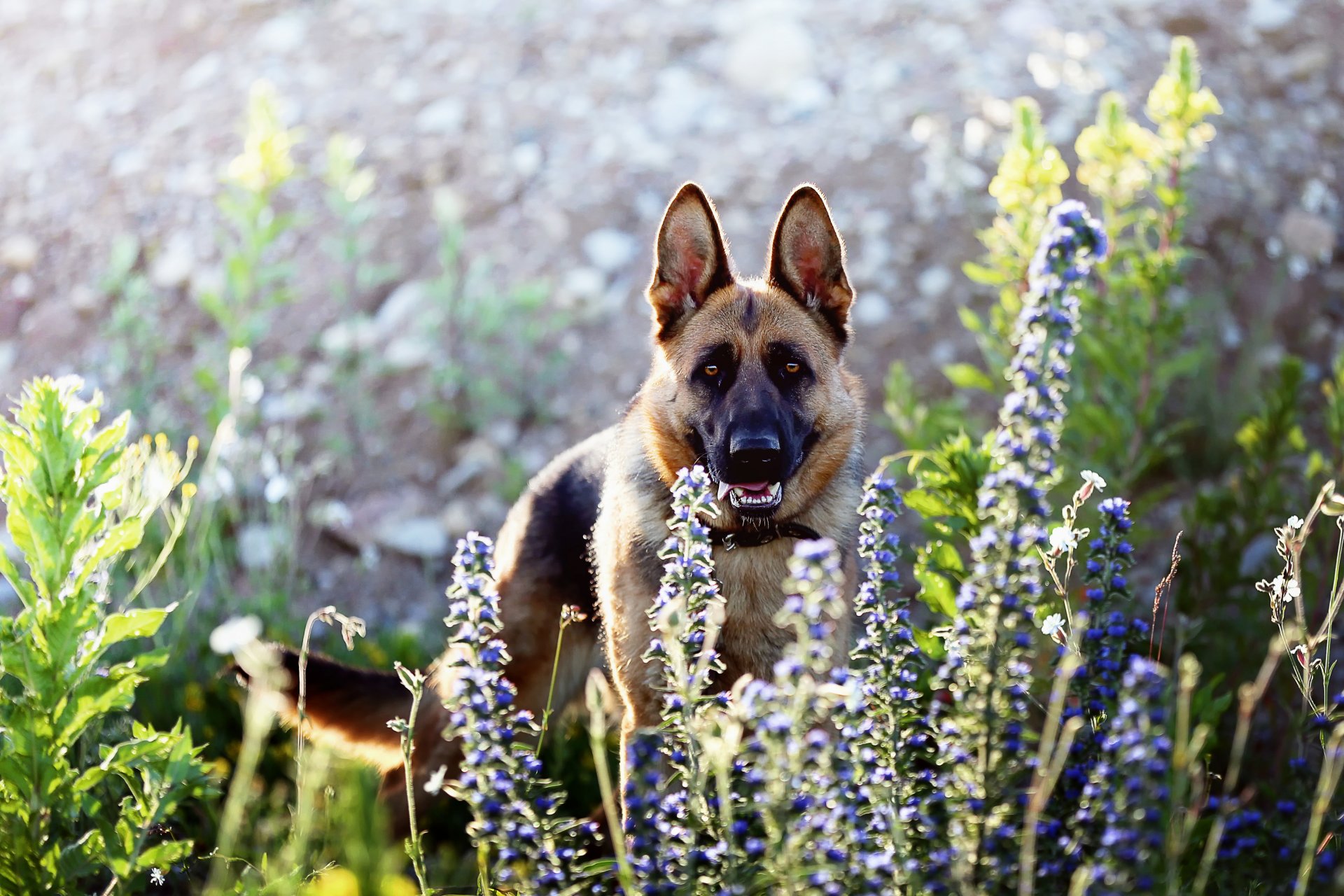 hund blick freund