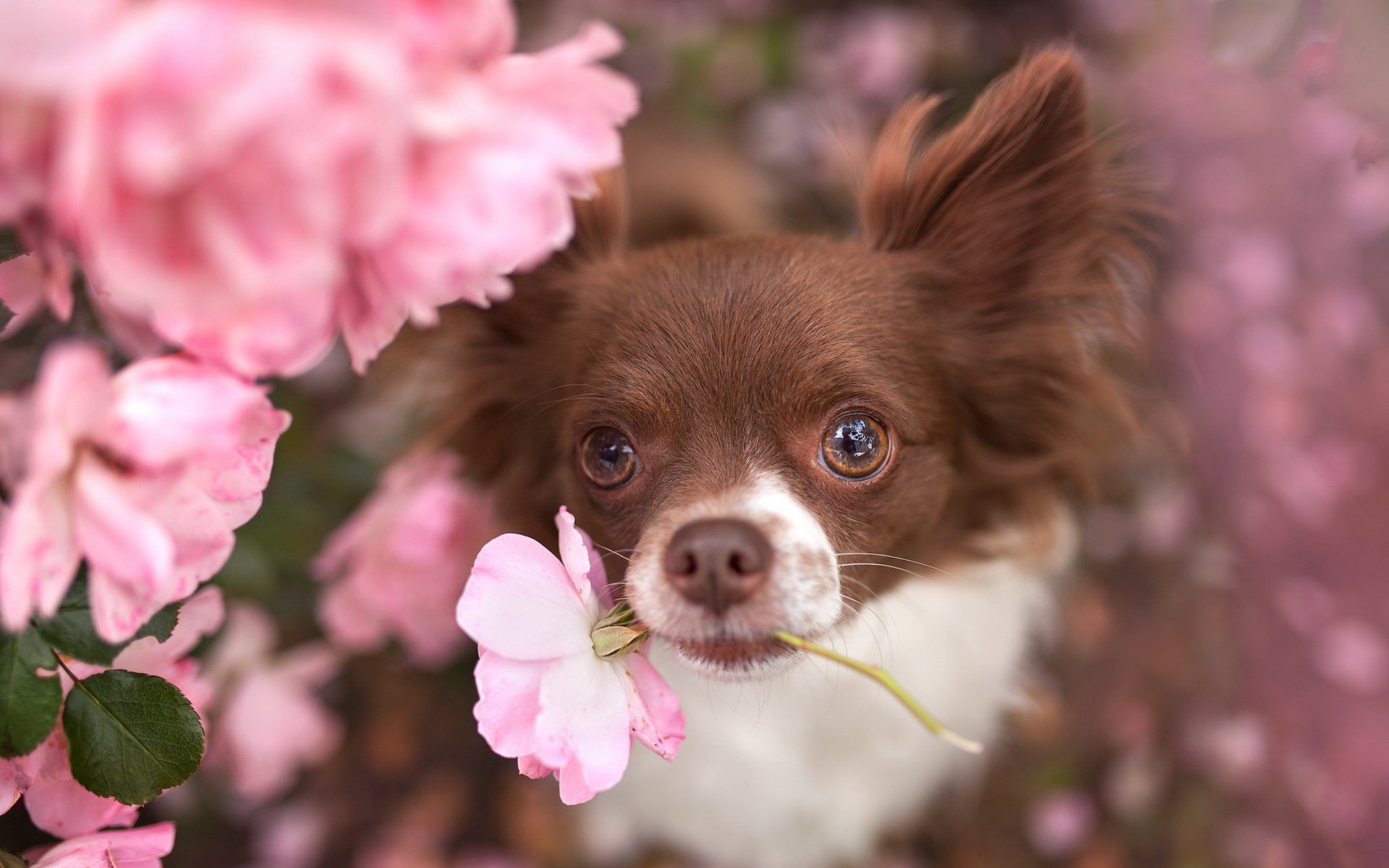 chien vue ami fleur