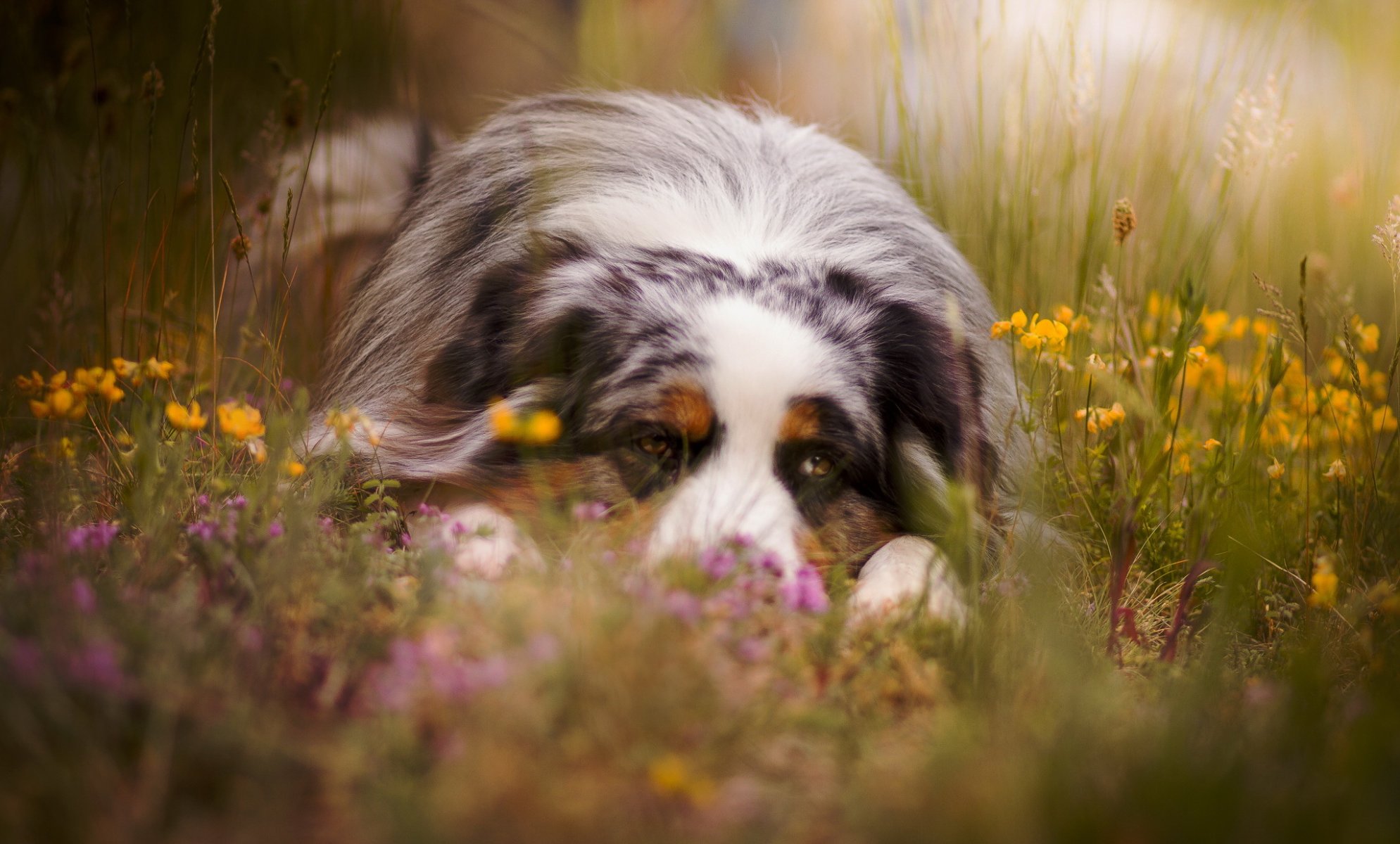 chien vue ami été