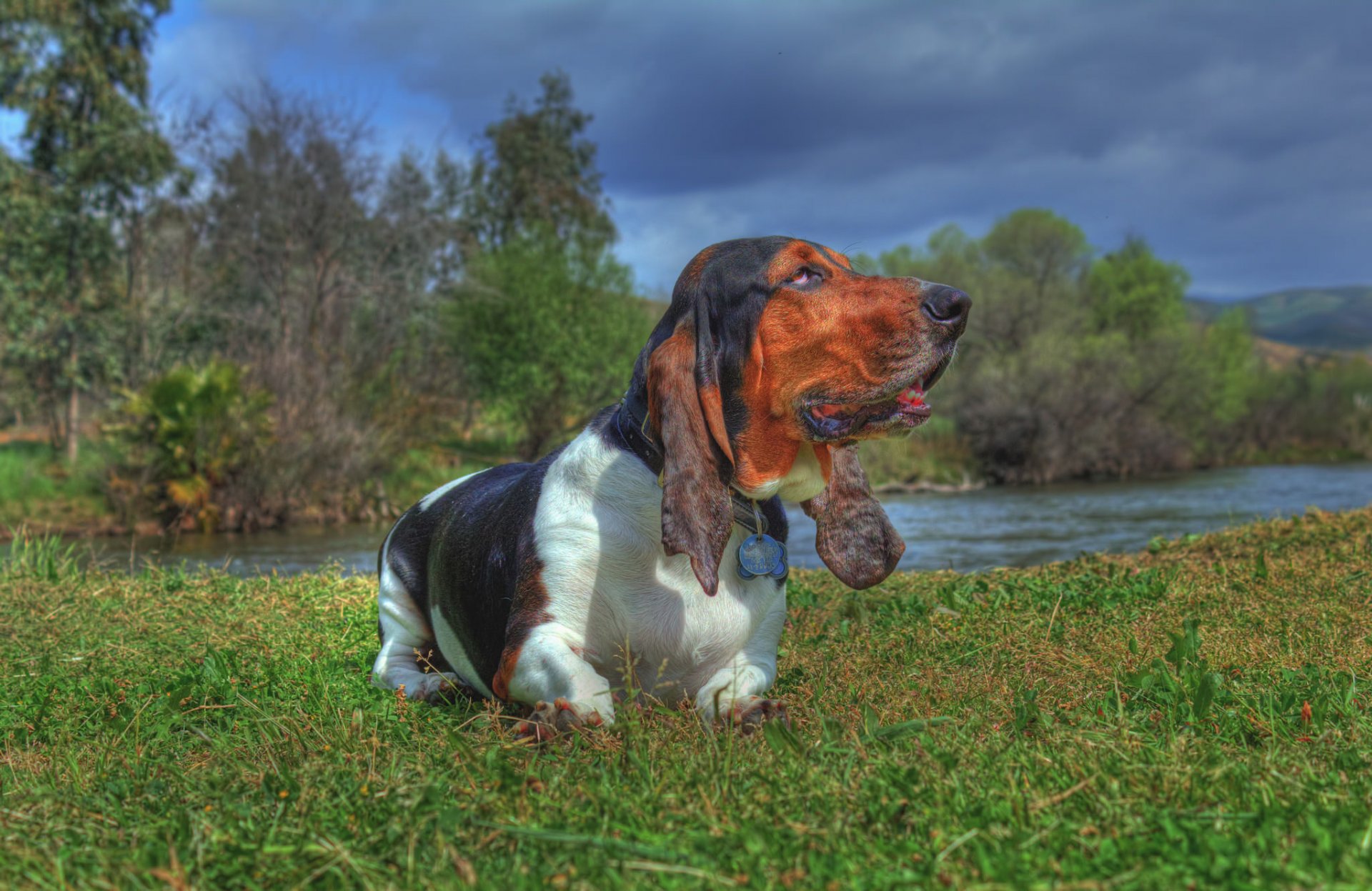 basset hound pies rzeka trawa natura