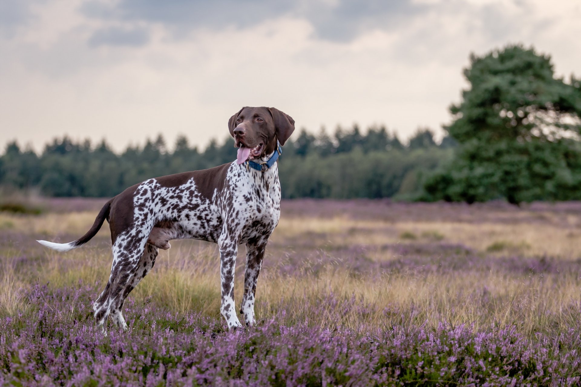 hund blick freund