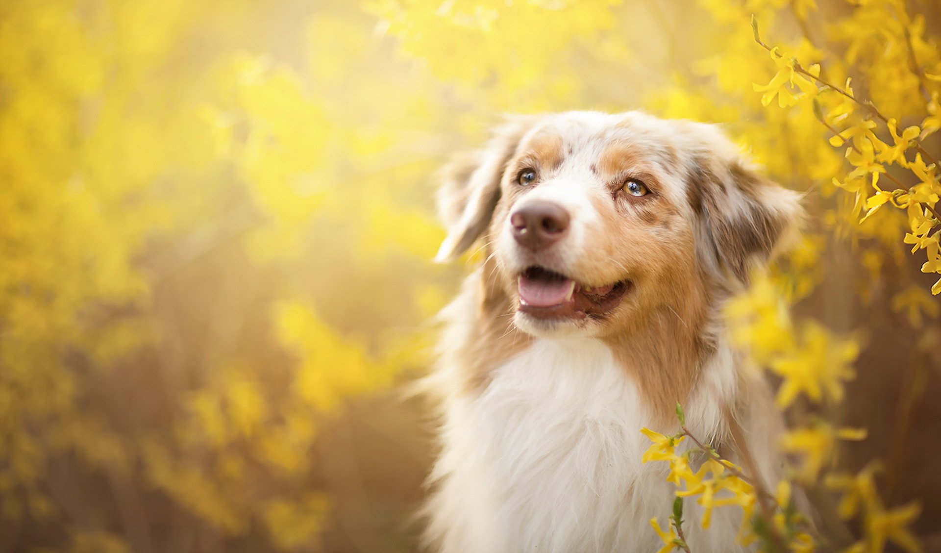 perro mirada amigo