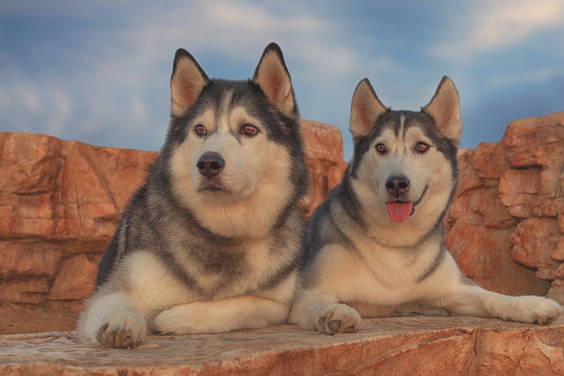 husky perros pareja retrato