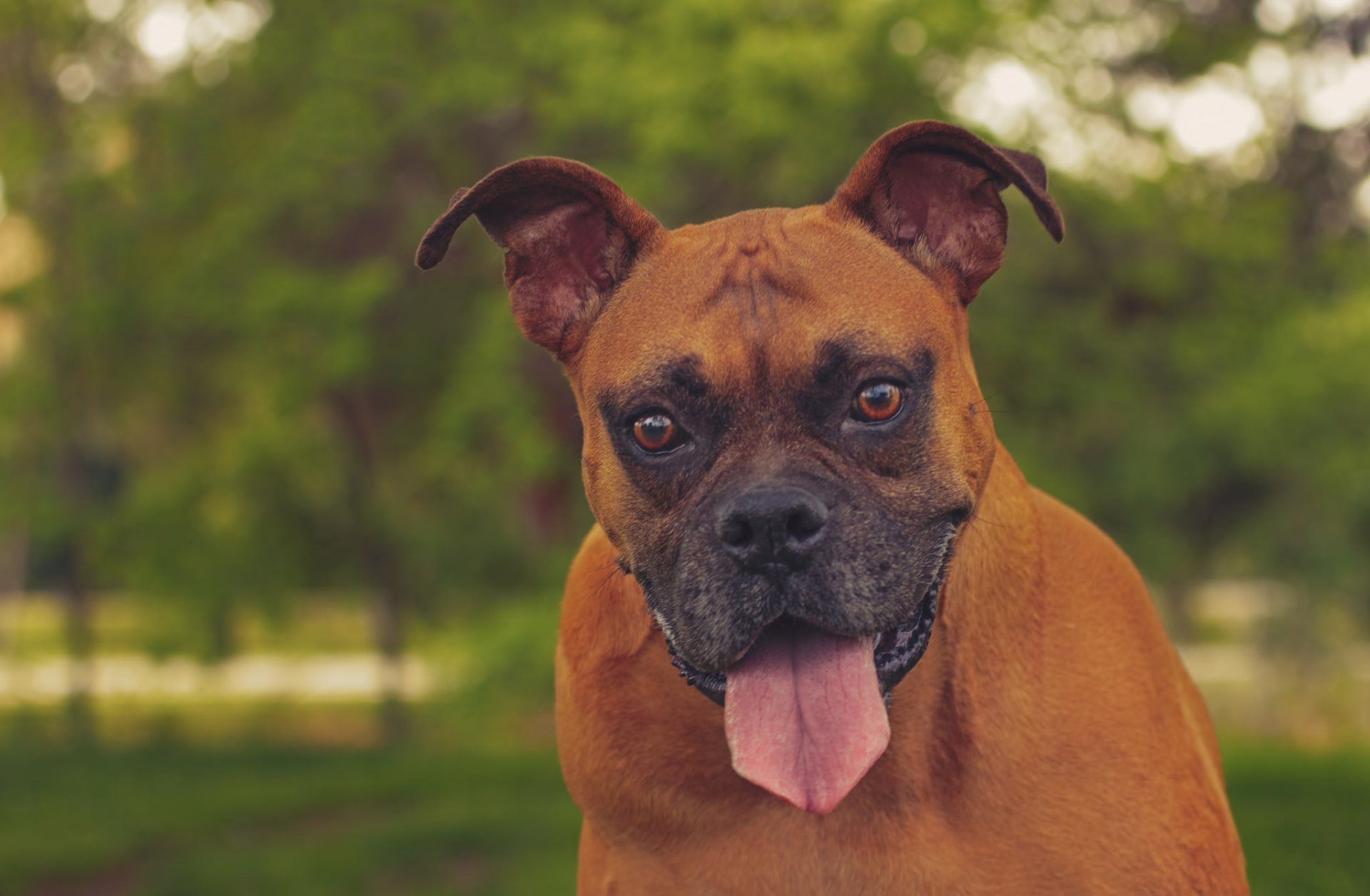 perro hocico lengua