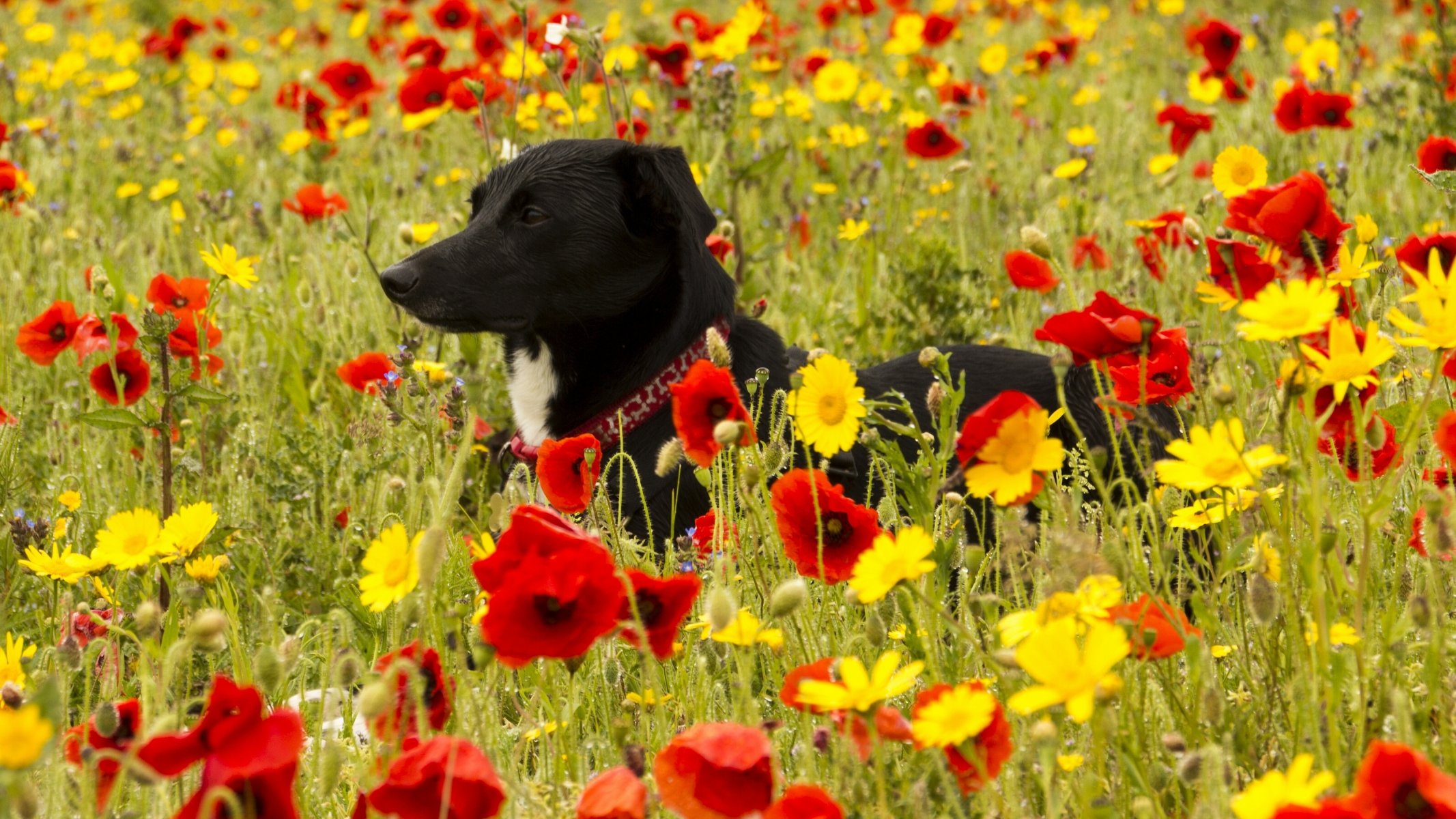 chien prairie fleurs coquelicots