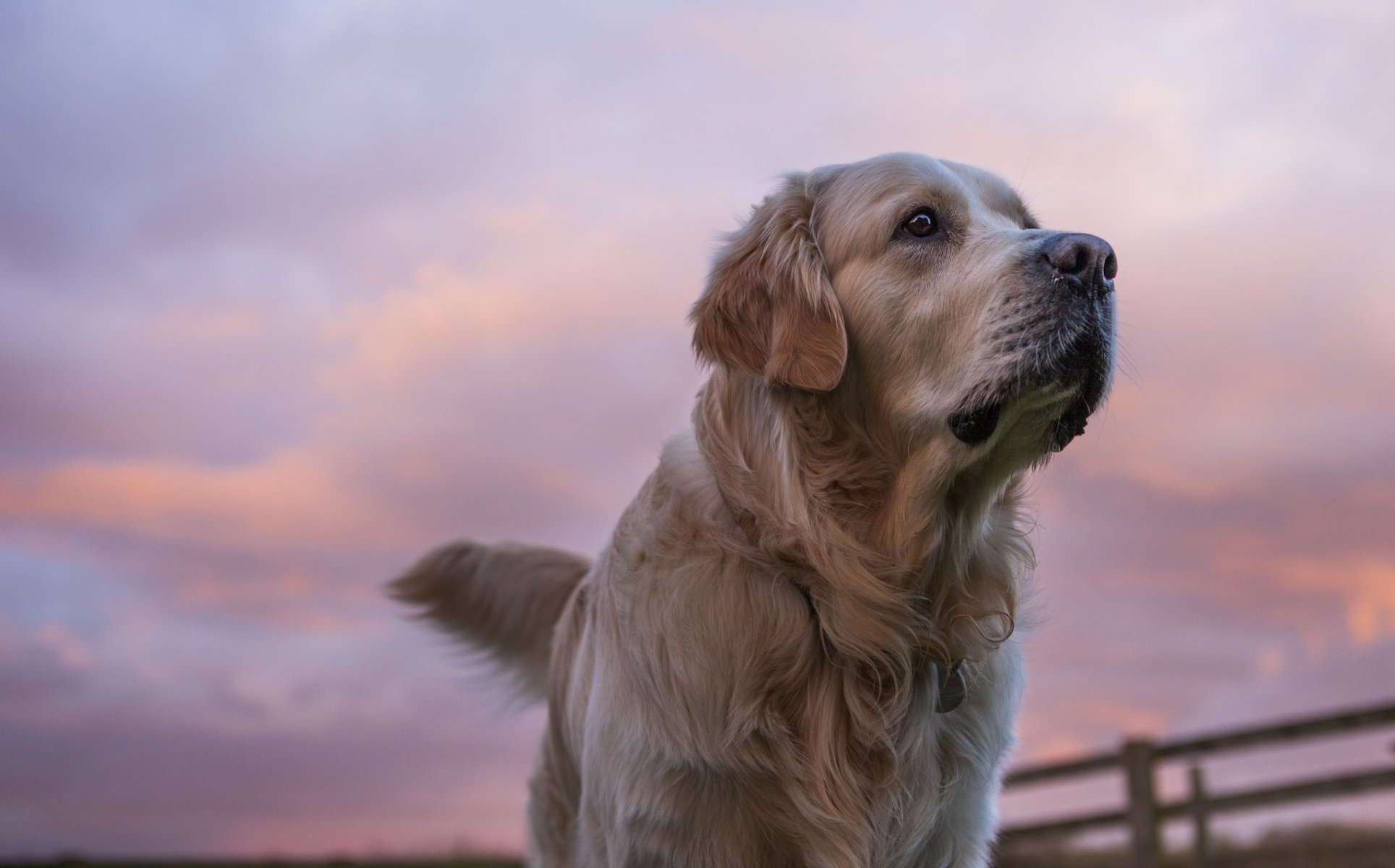 golden retriever golden retriever dog