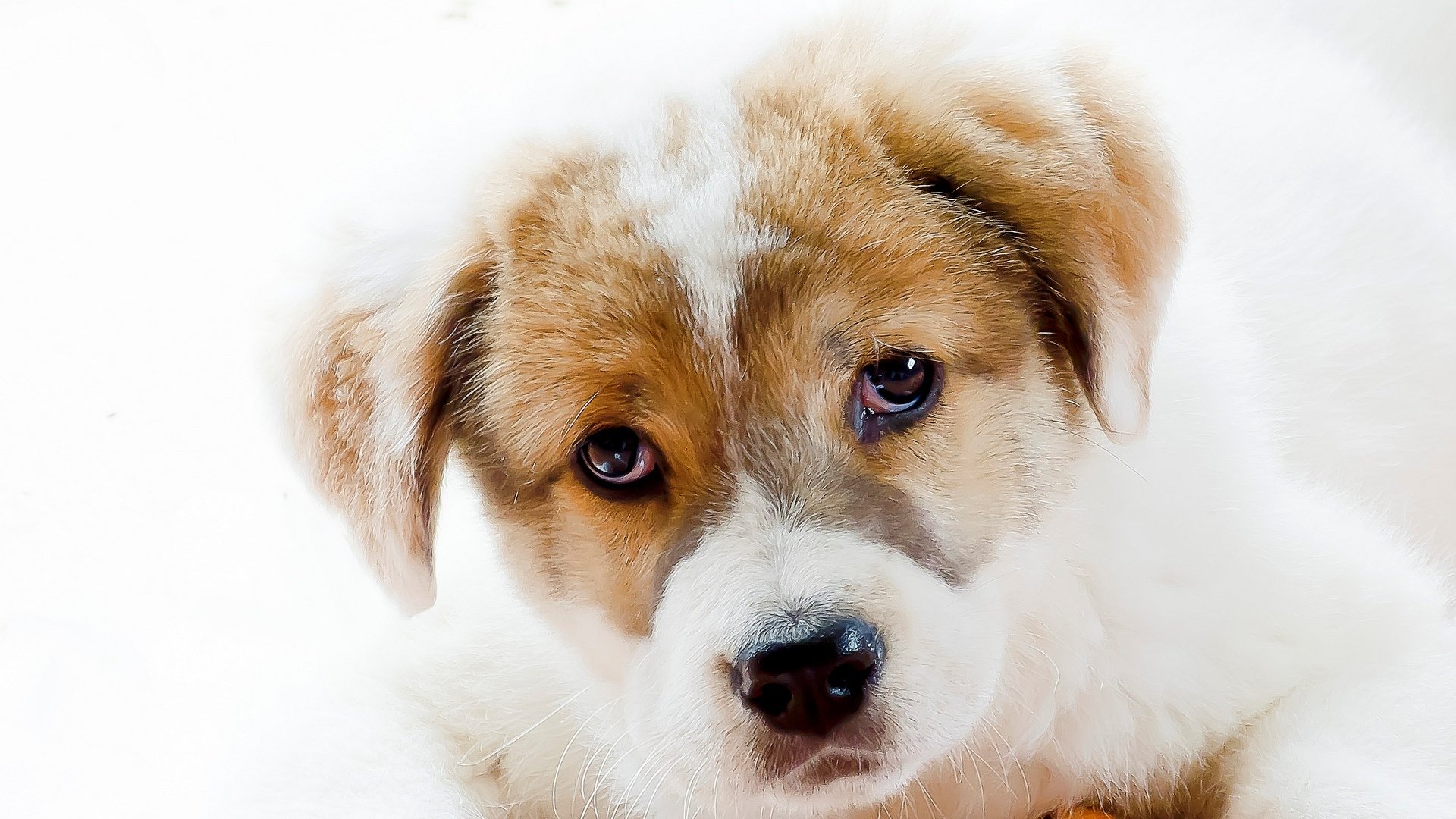 perro cachorro mirada