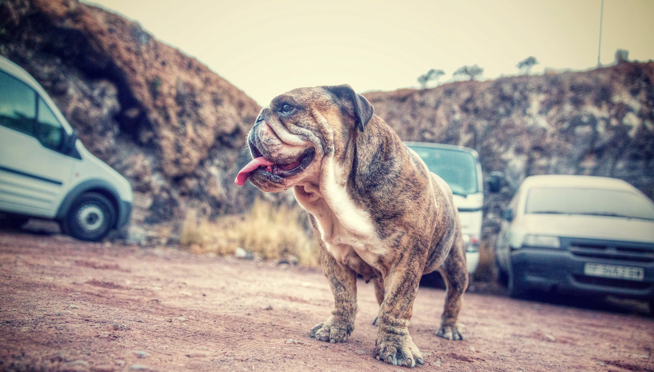 chien regard ami