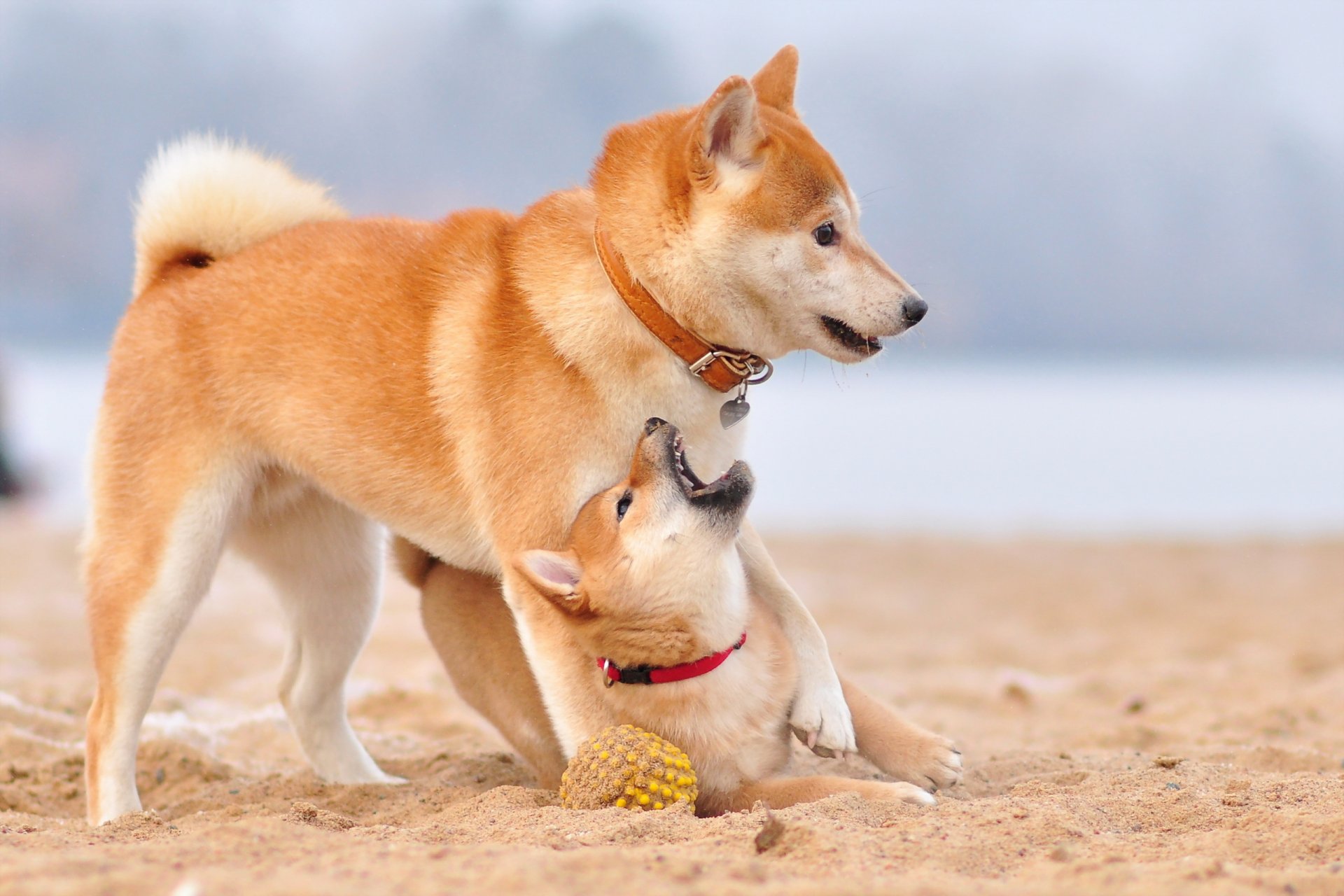 hunde freunde hintergrund