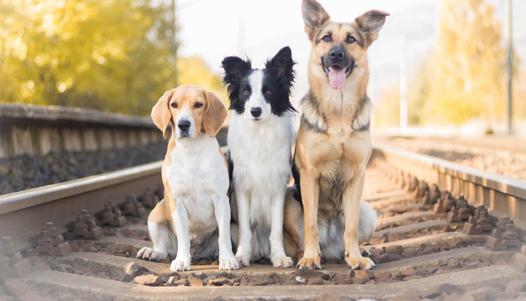 schäferhund border collie beagle hunde trio trinity eisenbahn