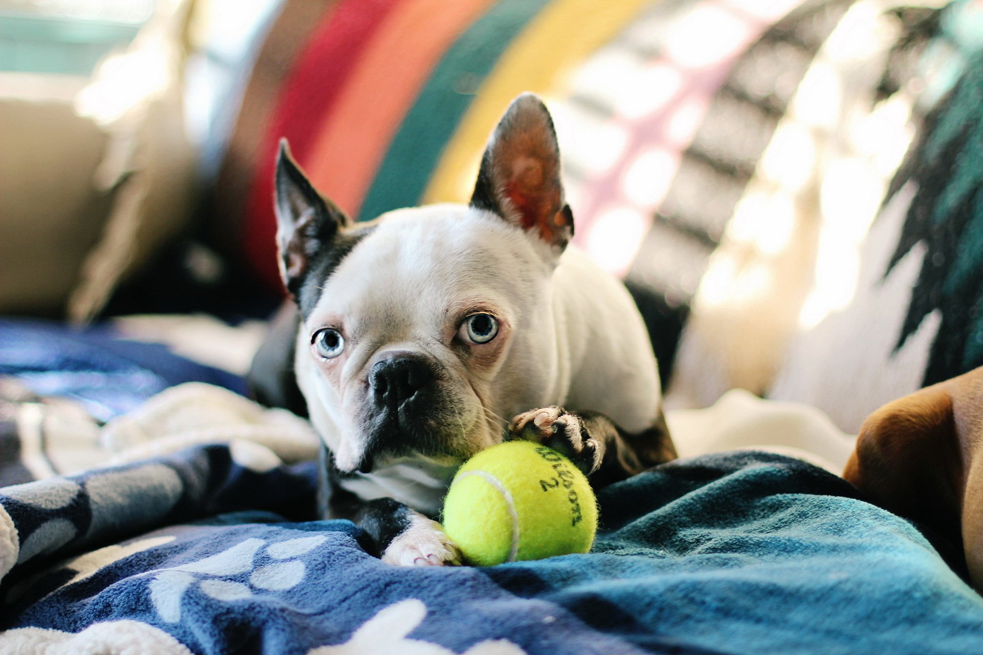 bostonterrier perro casa