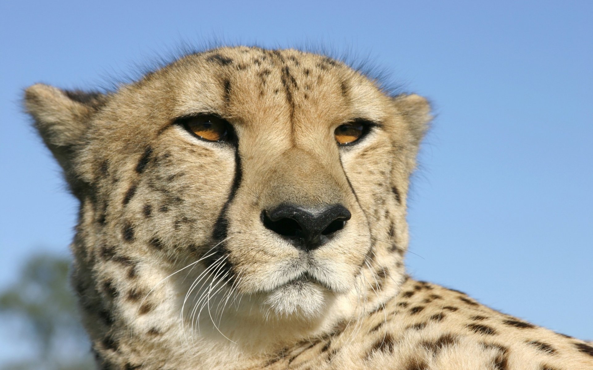 cheetah head eye