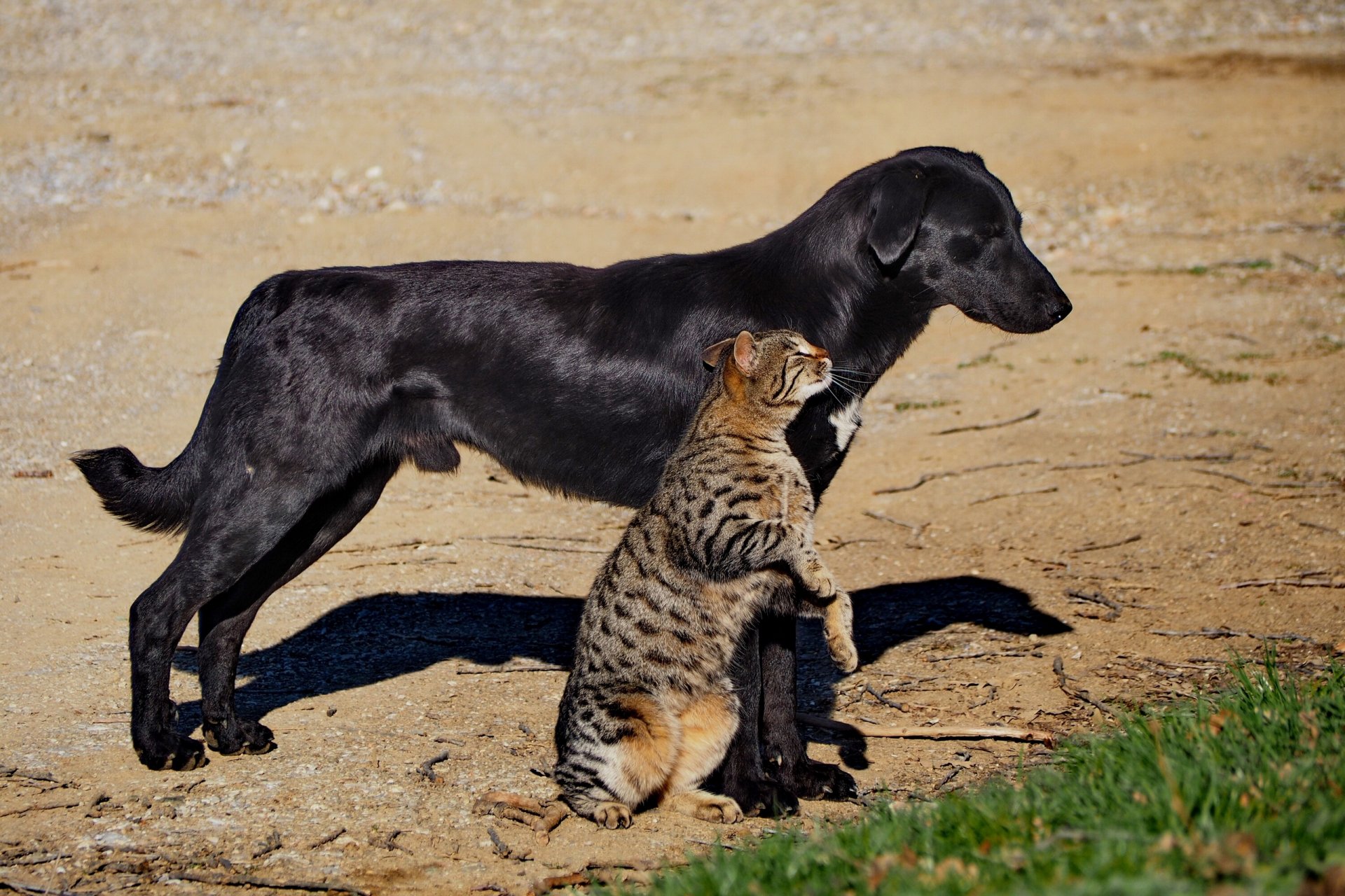 dog cat cat friendship friend