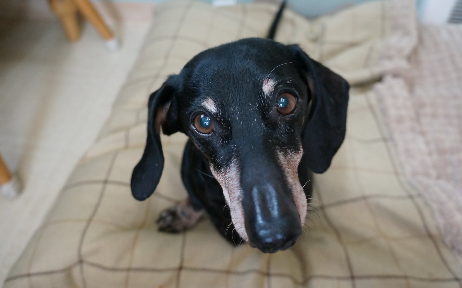 perro mirada amigo