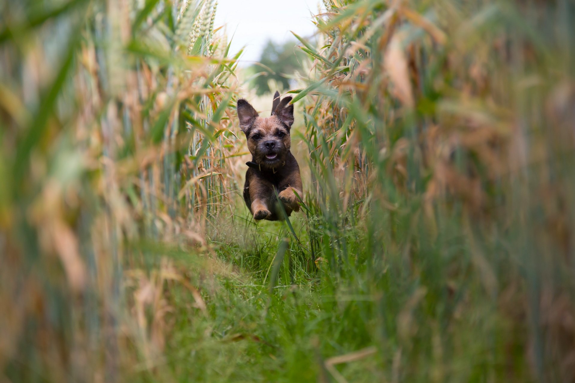 border terrier dog puppy running mood the field corn