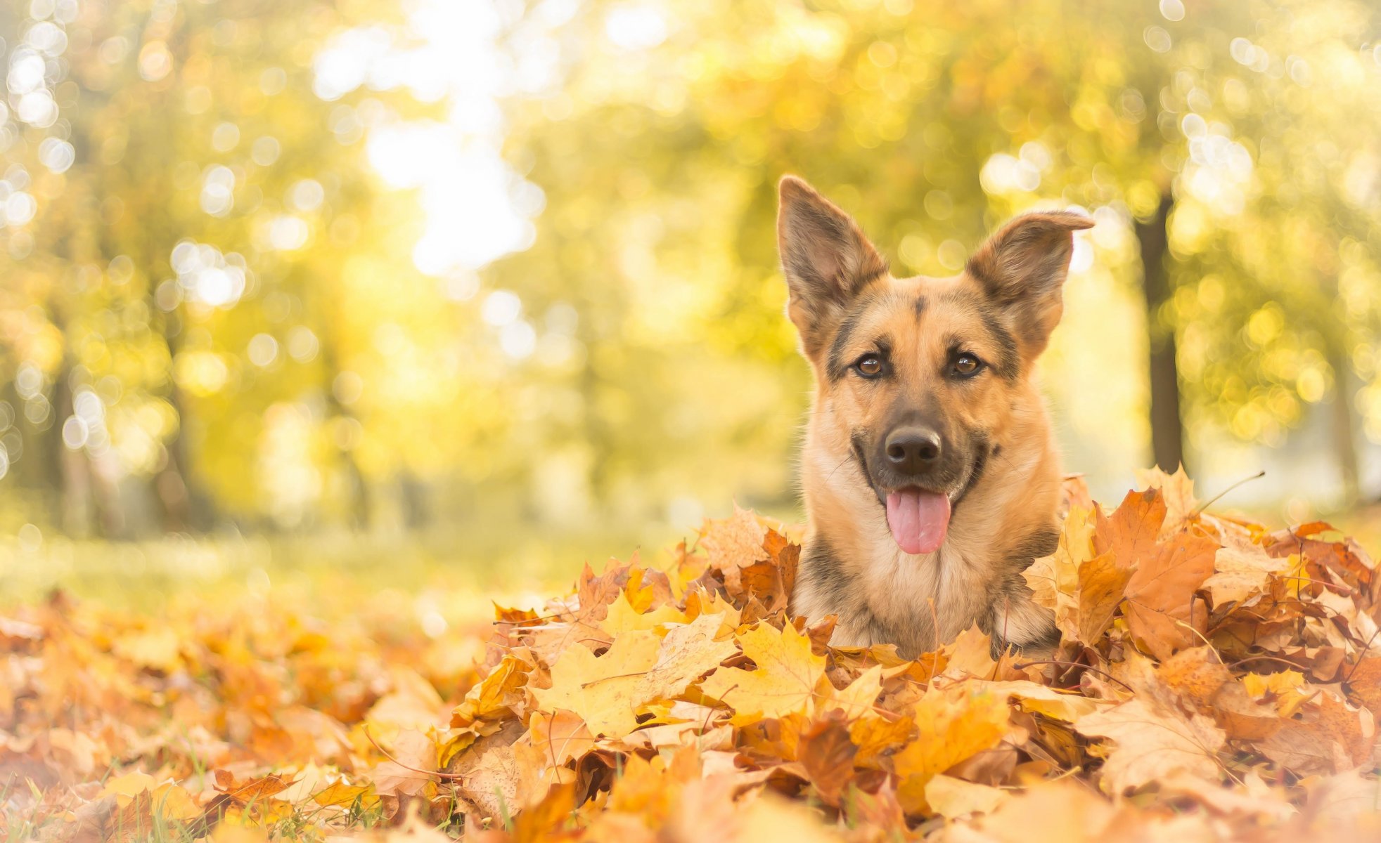 pastor alemán perro pastor perro hocico mirada hojas otoño