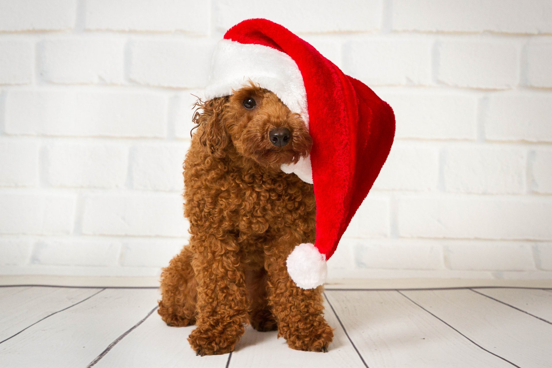 poodle dog cap