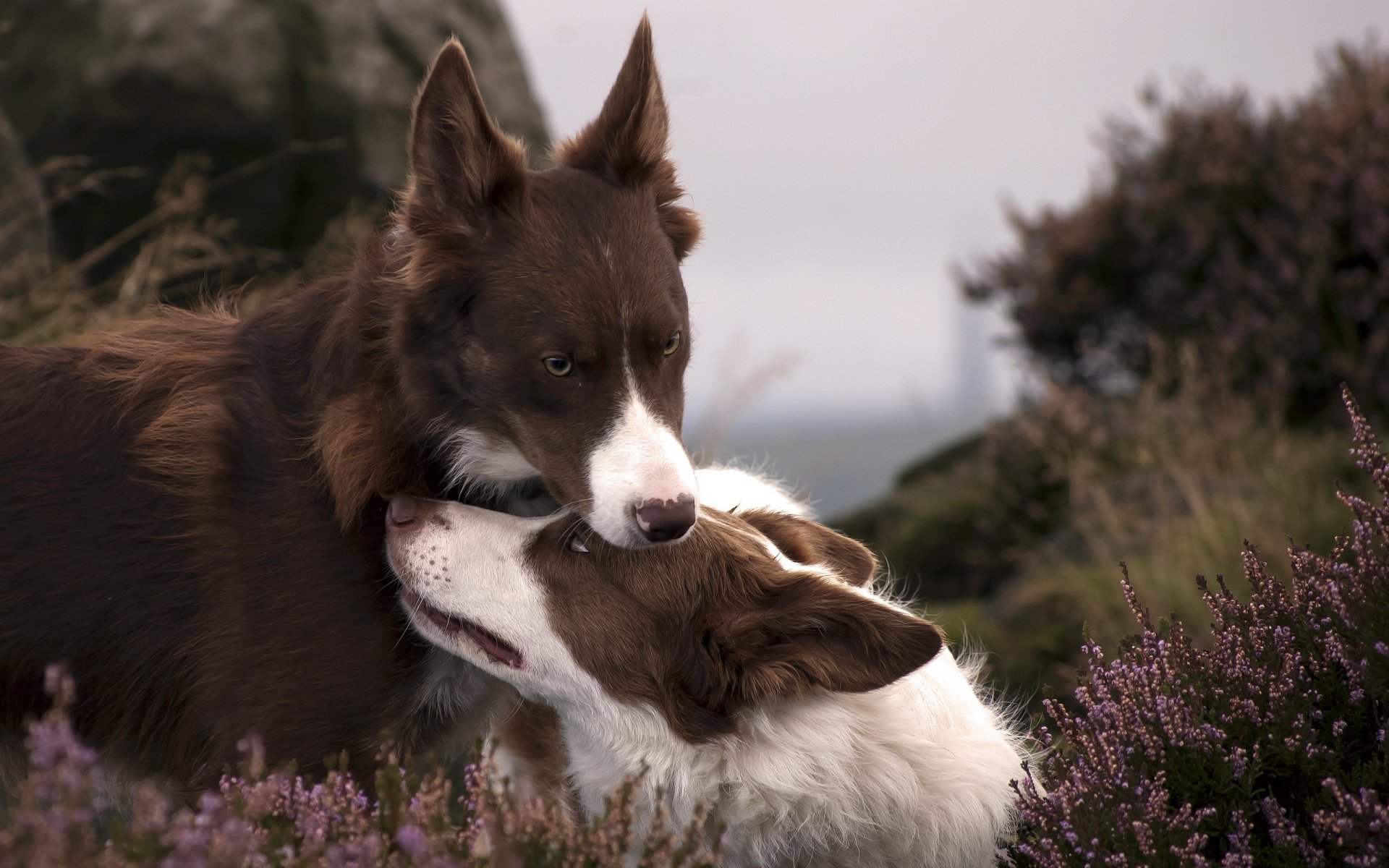 cani natura sfondo