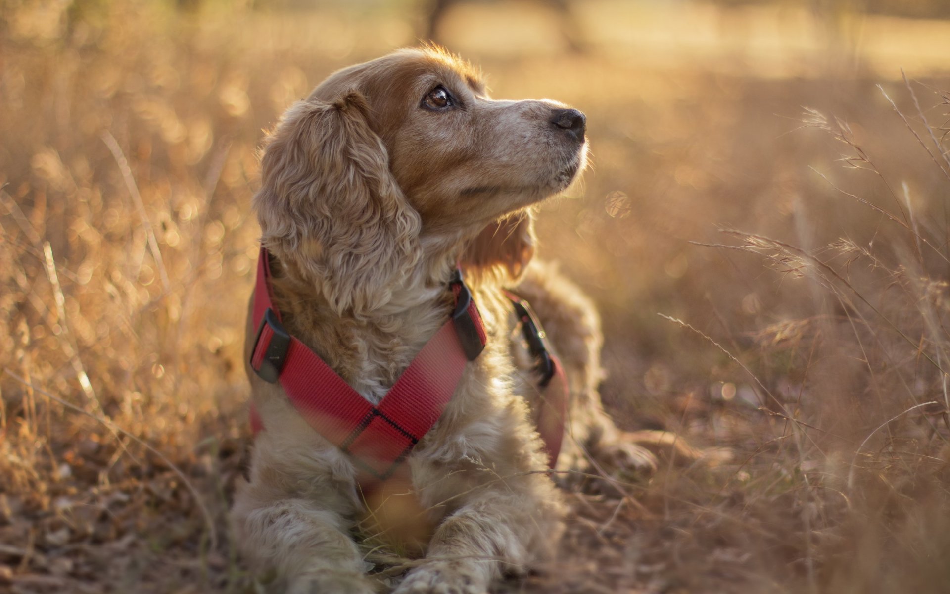 perro mirada amigo