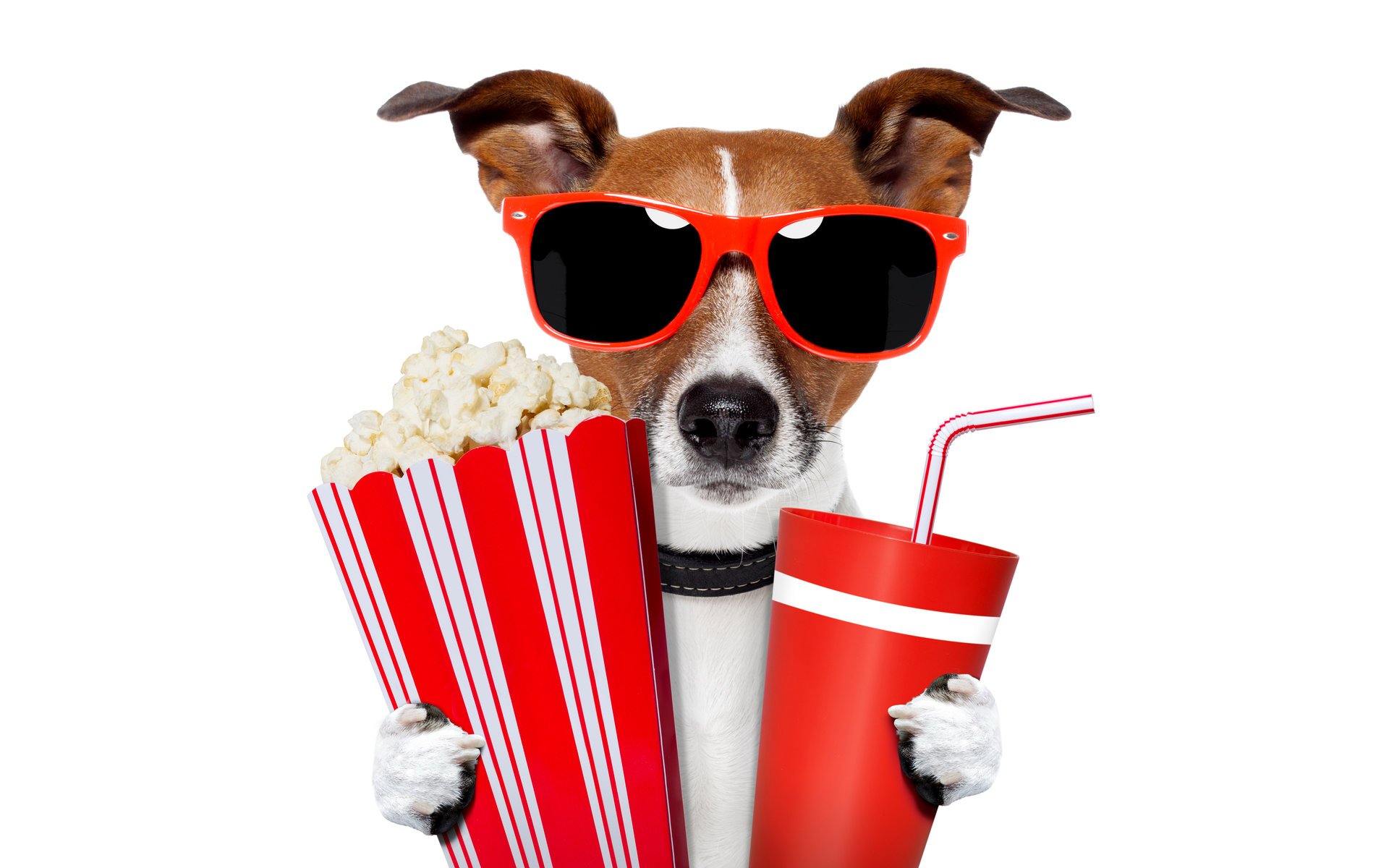 jack russell terrier lunettes tasses boisson tube pop-corn humour fond blanc