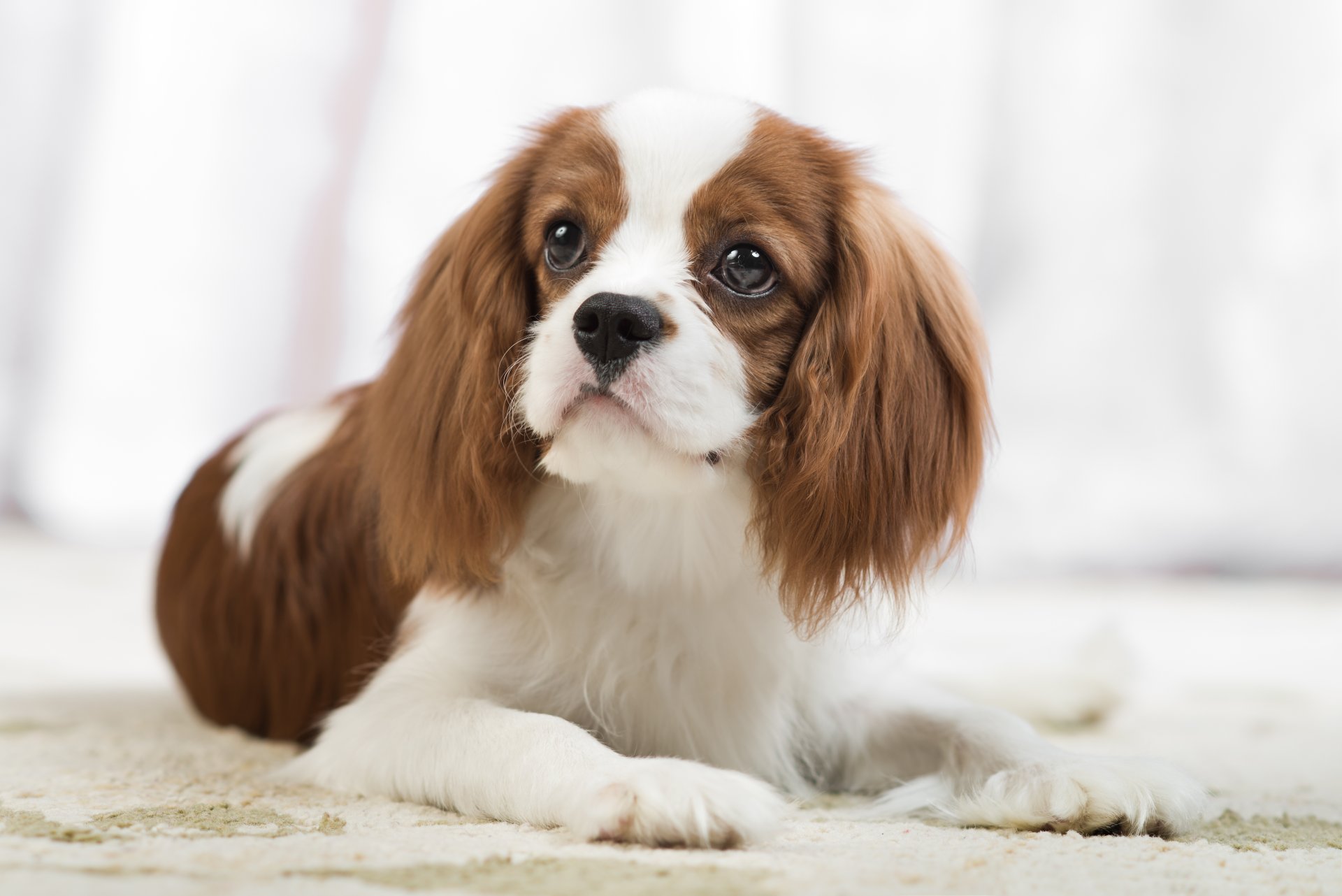 cavalier king charles spaniel épagneul chien vue portrait