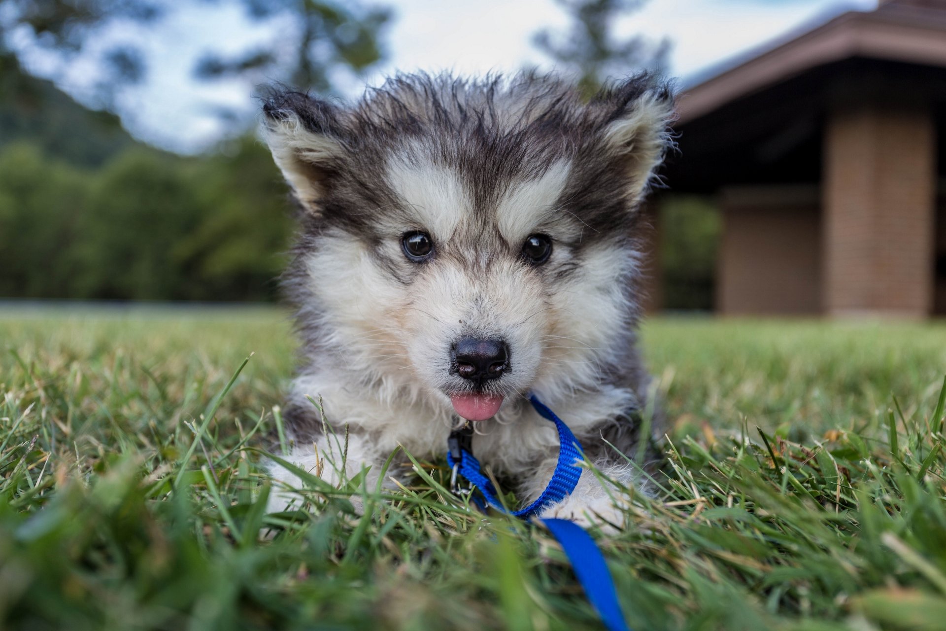 malamute puppy dog