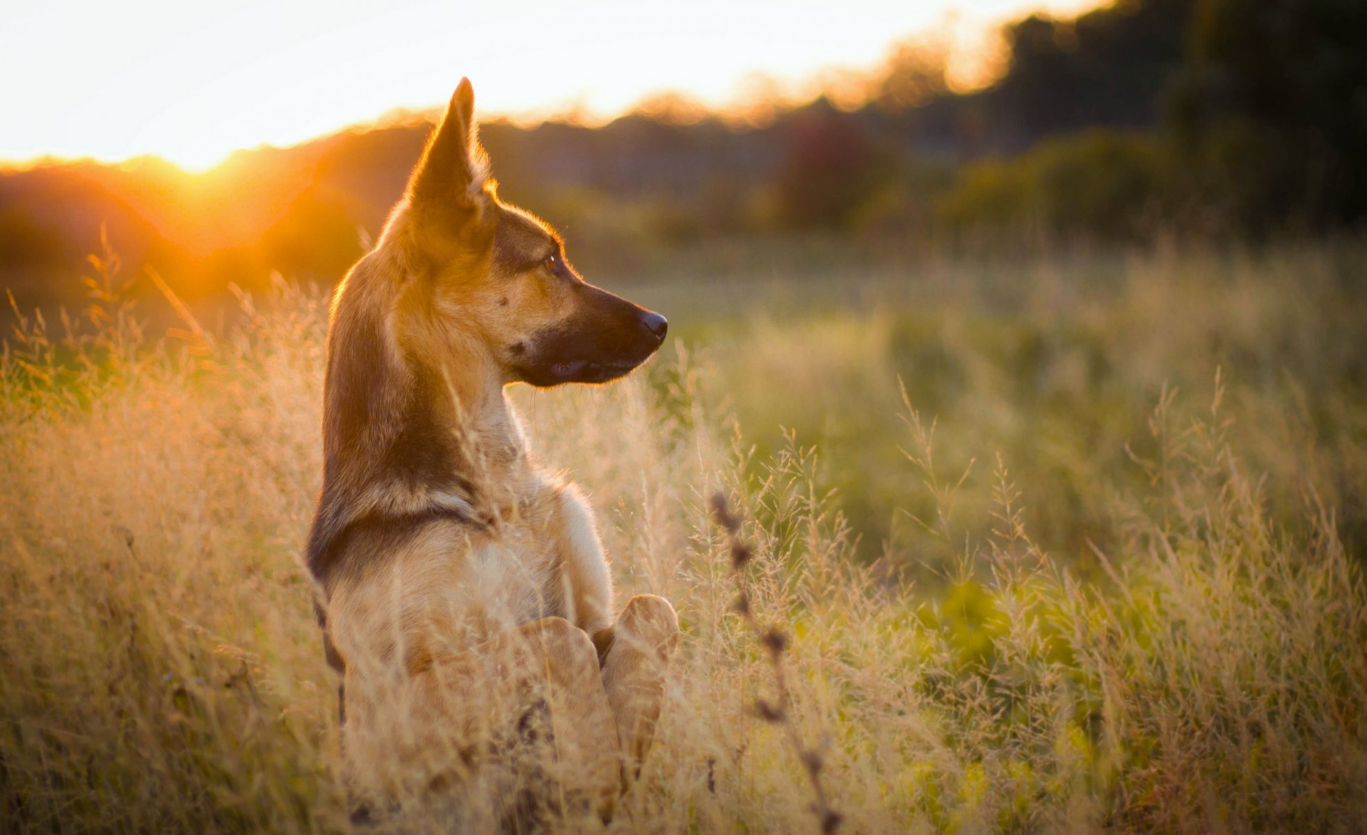 pastor perro soporte puesta de sol prado hierba naturaleza