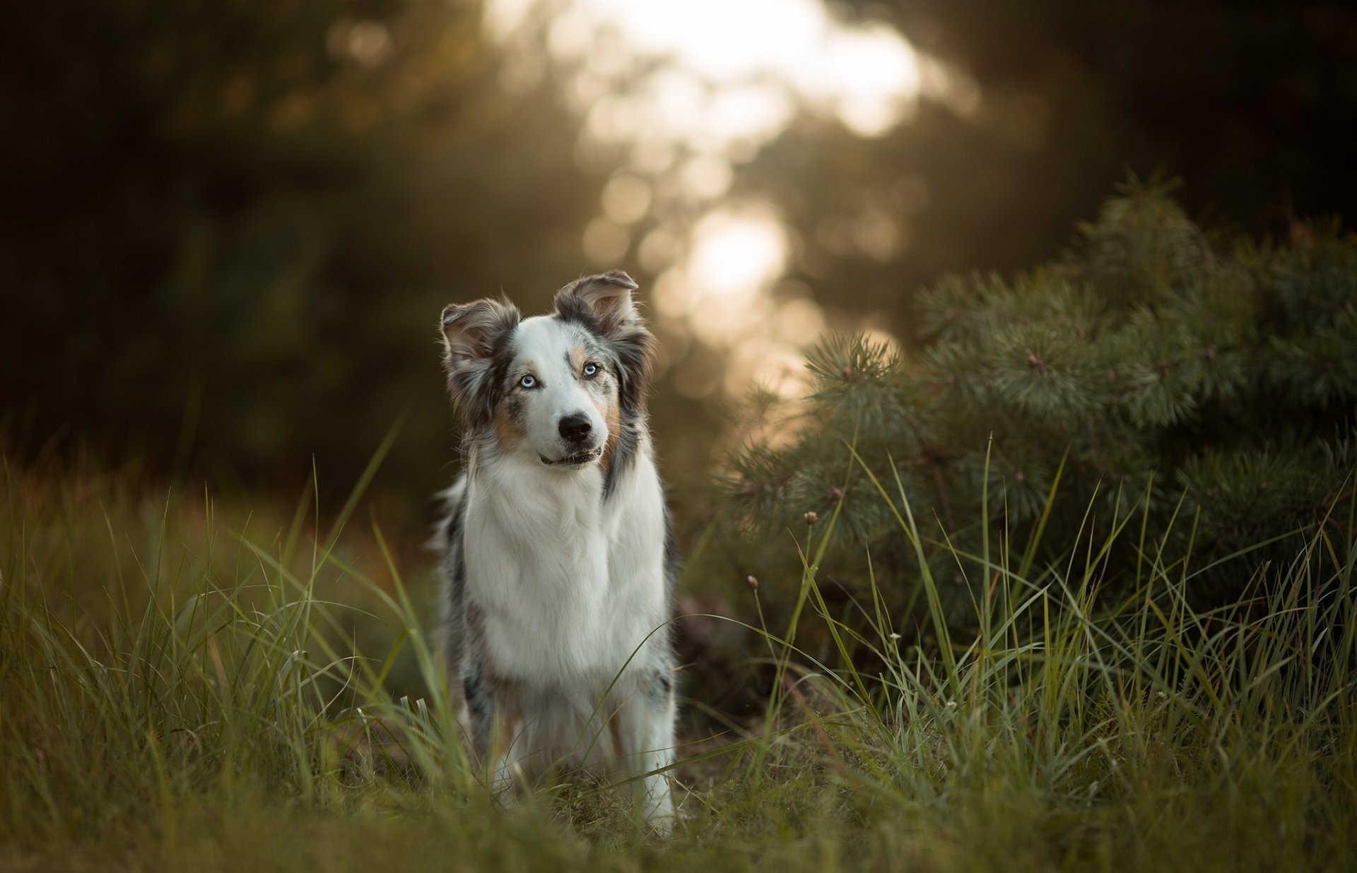 pastore australiano australiano cane erba