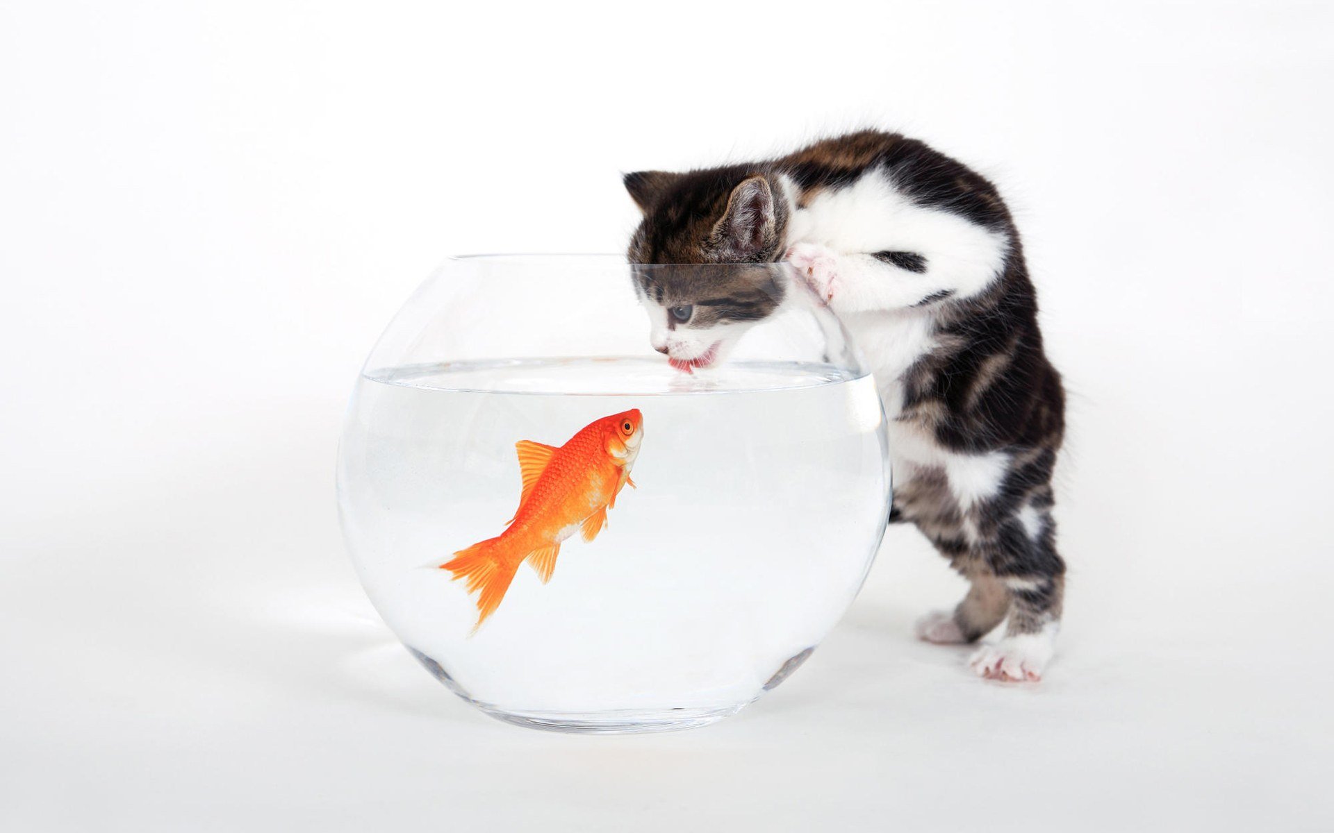 kitten aquarium fish white