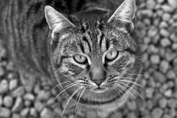 Die Katze wirft einen genaueren Blick, ein Schwarz-Weiß-Foto