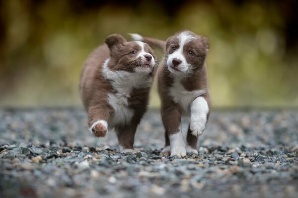 Fond d écran deux chiots courir