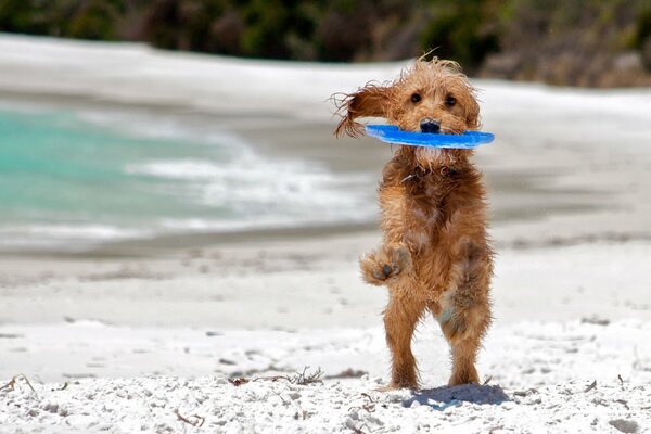 Pelirroja perro juega con Frisbee en la orilla