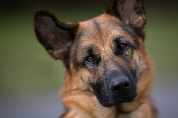 Cane amico dell uomo. cane da pastore