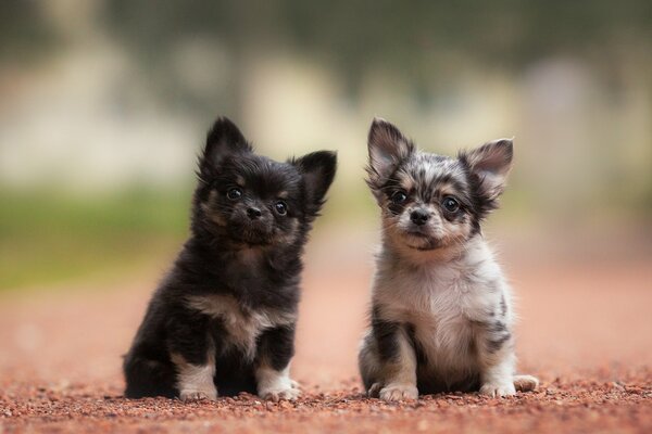 Un paio di bambini Chihuahua