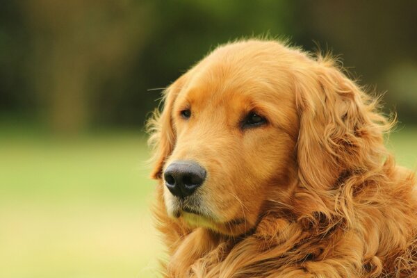 Golden Retriever sur fond flou