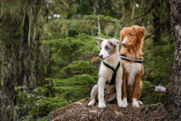 Coppia di cani elegante e molto chic